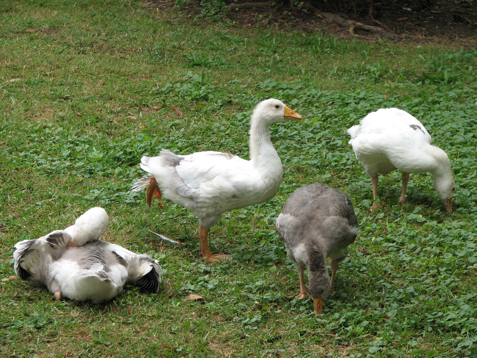 These are the four goslings I raised, the brown one in the front is the female.