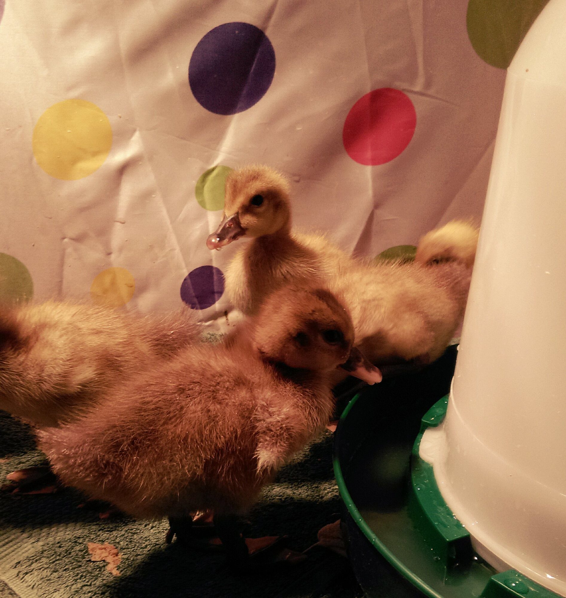 These are the Golden 300 duckies! I won't lie, I can't wait to see if their egg-laying reputation holds up, haha. Right now they are just the cutest little puff balls.
