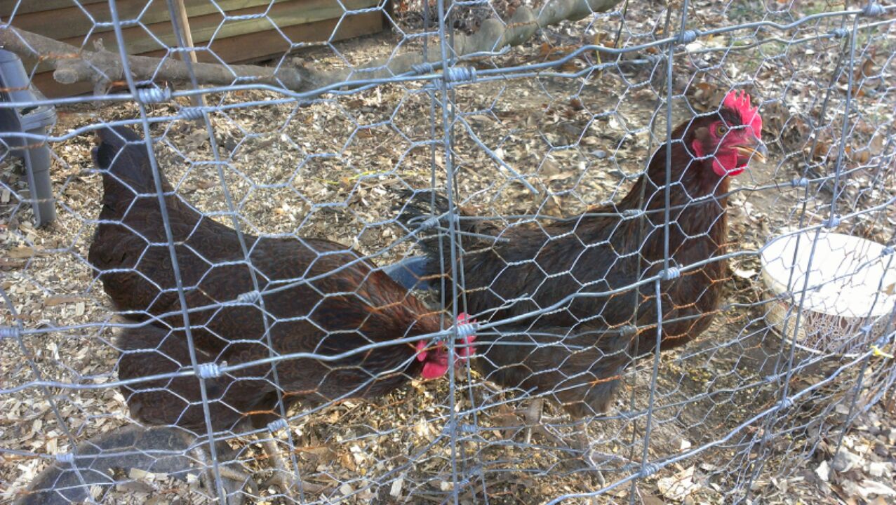 These are the little Reds.  The one on the right is the one I'm concerened about.  Here feathers look kinda rough.