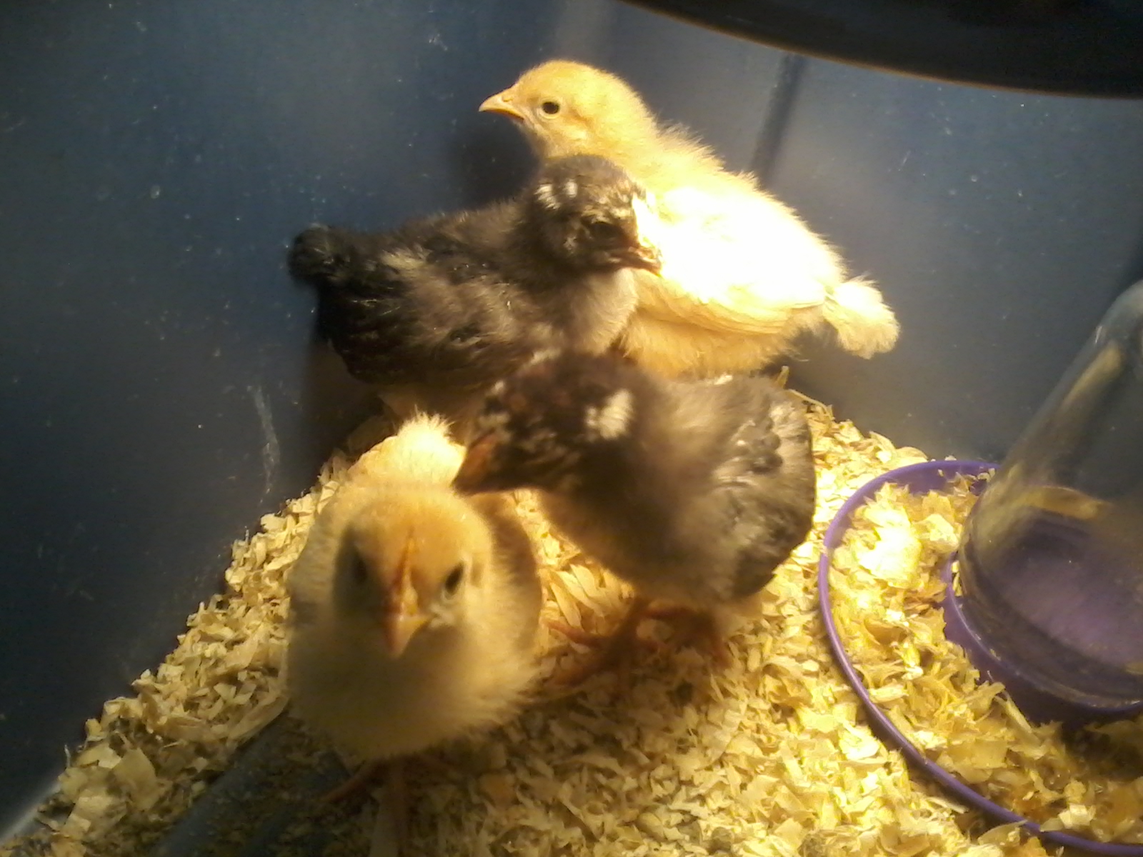 These are the second batch we brought home. Goldielocks & Marigold are the two Buff Orpingtons. One of the Lace Wyandotts is named Lacey, the other has yet to be named.