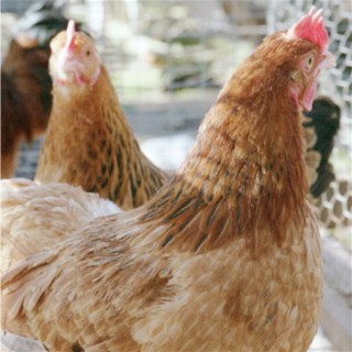 These are two Buff Columbian F4s.  Can still see a lot of the incompleteness they have with the wheaten Marans I bred them from.