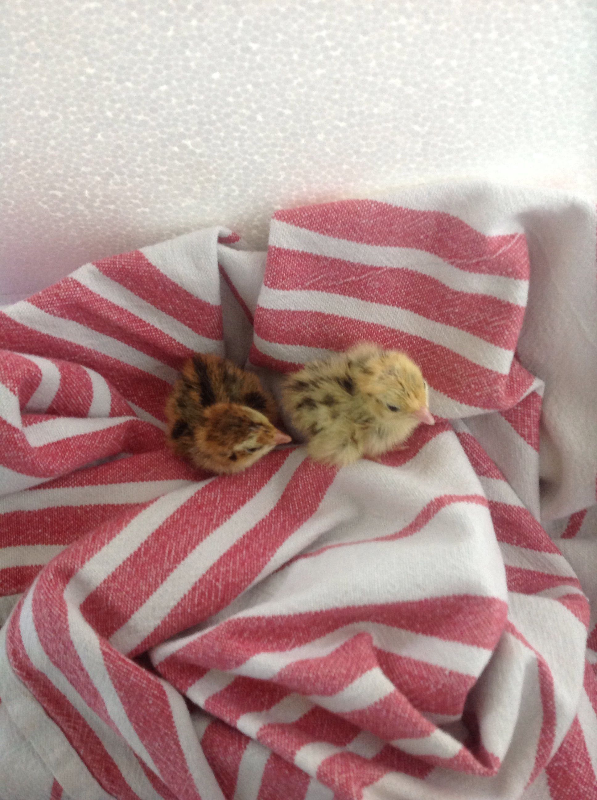 These are two of my baby quails, Honey and Cocoa. They were so cute!