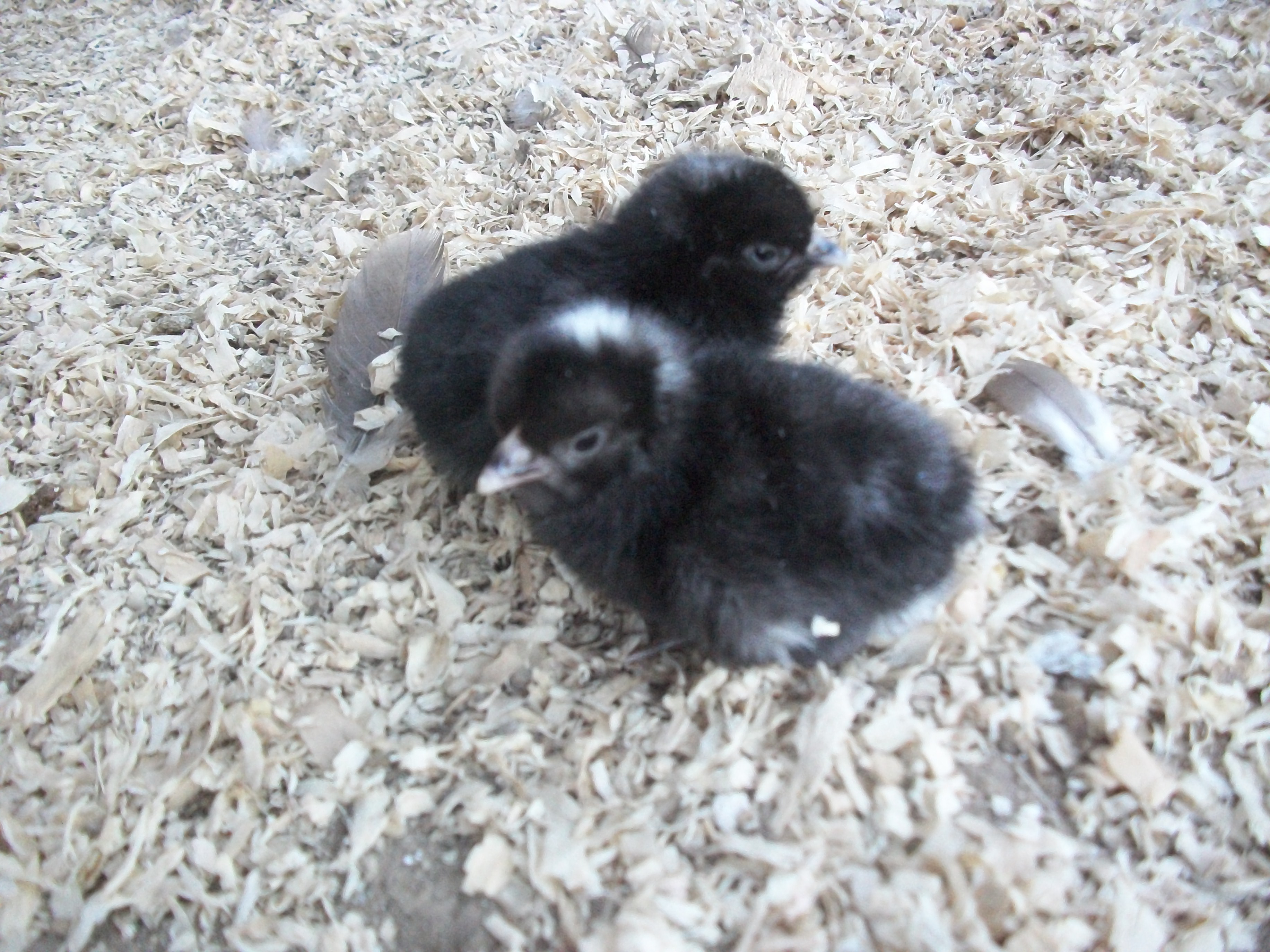 These are two of my Bantam Barred Plymouth Rocks that I hatched last spring. I hatch and sell chicks every spring. There are pictures of the parents as well. :) Absolutely stunning birds, with the sweetest personalities ever. They do very well in show or make wonderful pets.
I highly recommend them for anyone. Overall, a wonderful little bird. :)