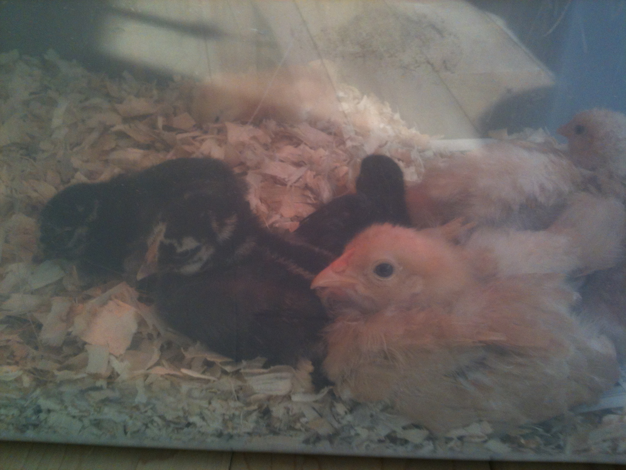 these babies are much bigger now, they grow so fast just like my human babies did.