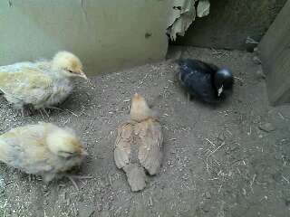 These babys got eaten by a dog except for the Barred Rock hen we named her Pio-Pio...