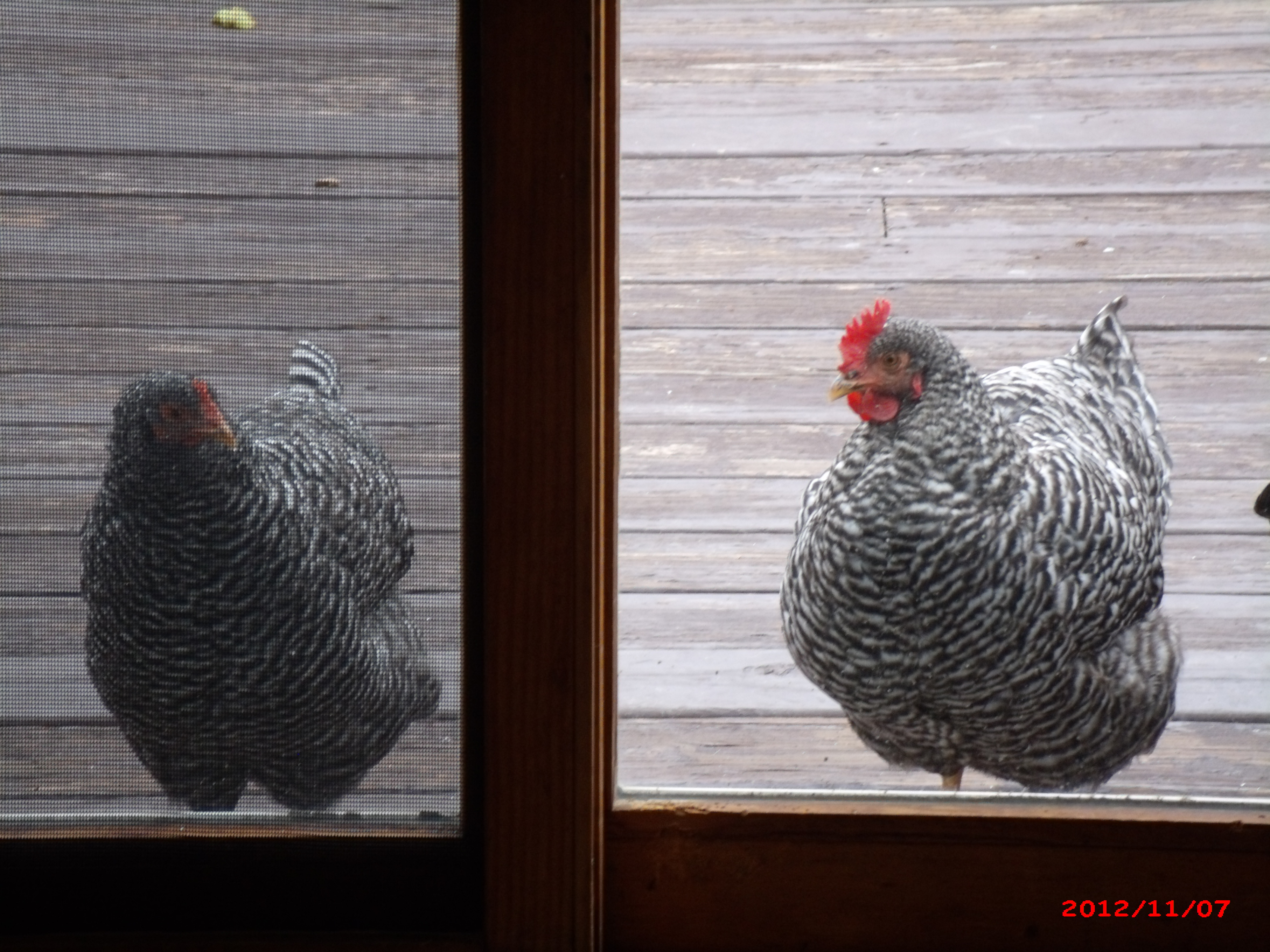 These barred rocks are the same age, a while back I was wondering if we had gotten 2 rooster out of the 3. Seems to look like a rooster on the right.