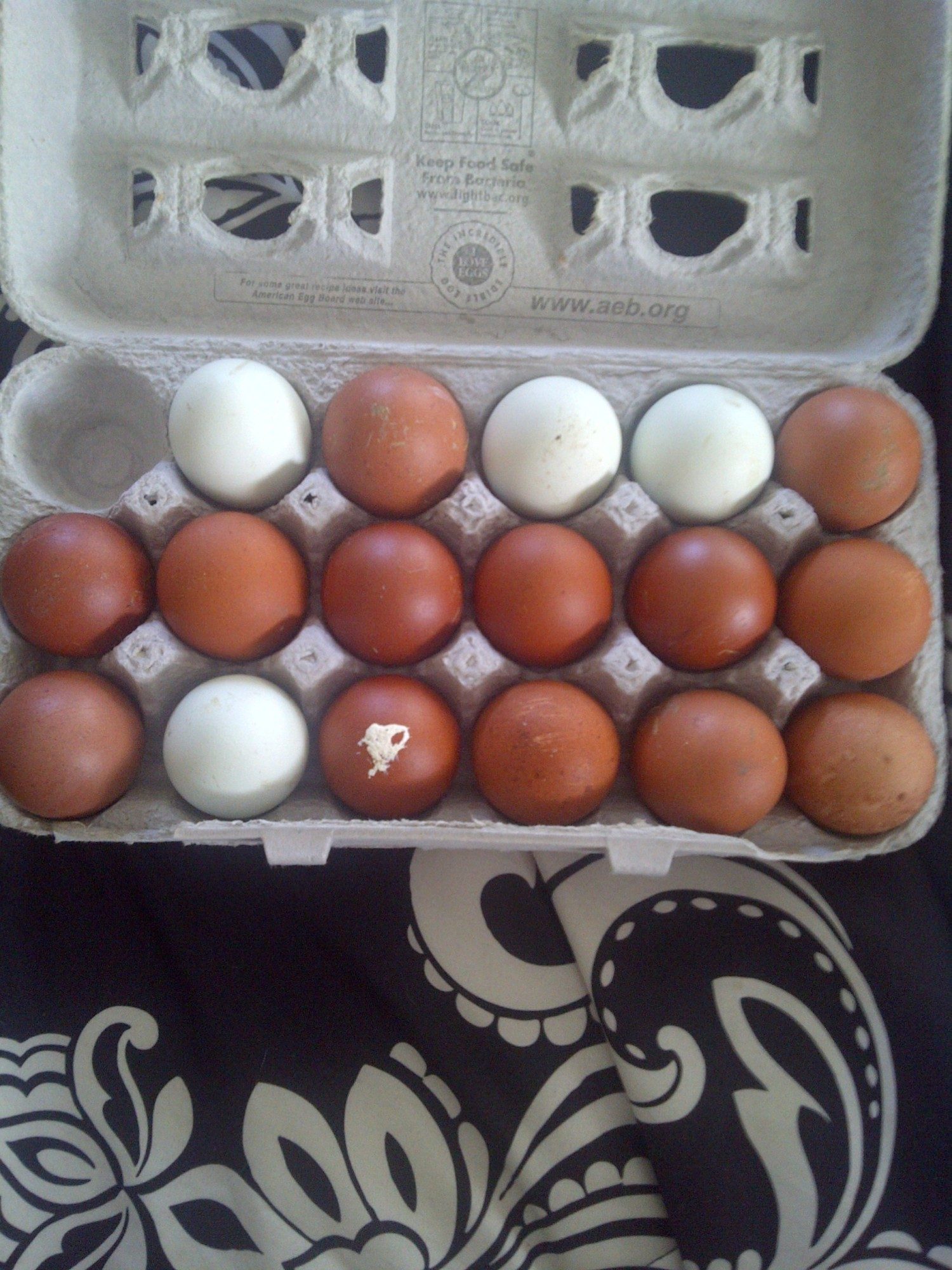 These BCM eggs and OE will be going in the incubator today along with 24 RIR eggs. Waiting on my EE to give me 1 more egg today to complete this 18 pack. Check out my Olive egger weekly pics thread and my Easter Egger weekly pics thread :)