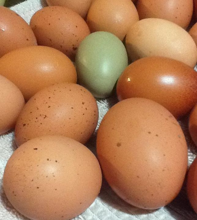 *
These brown eggs are from my Black Stars and Cuckoo Marans and the Olive egg is from my Blue laced Wyandotte mix....