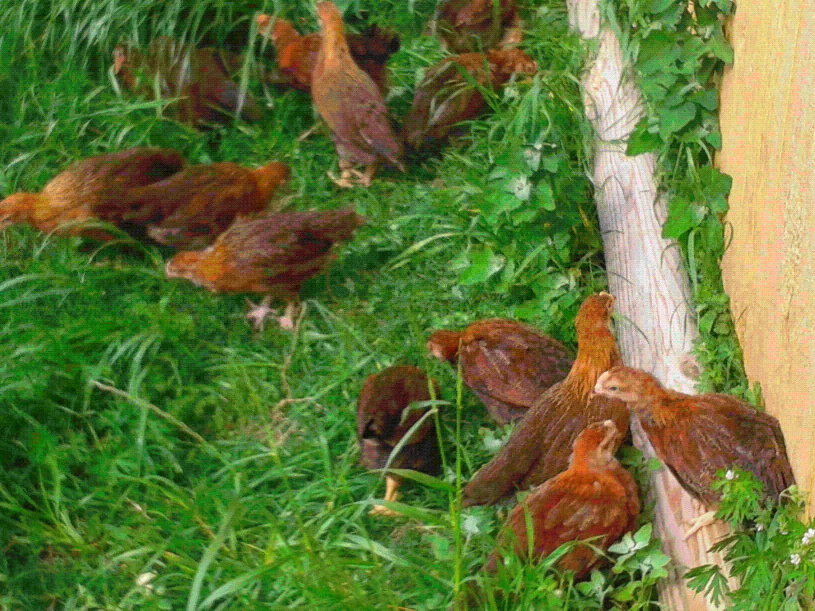 These chicks are smart and friendly and fearless.