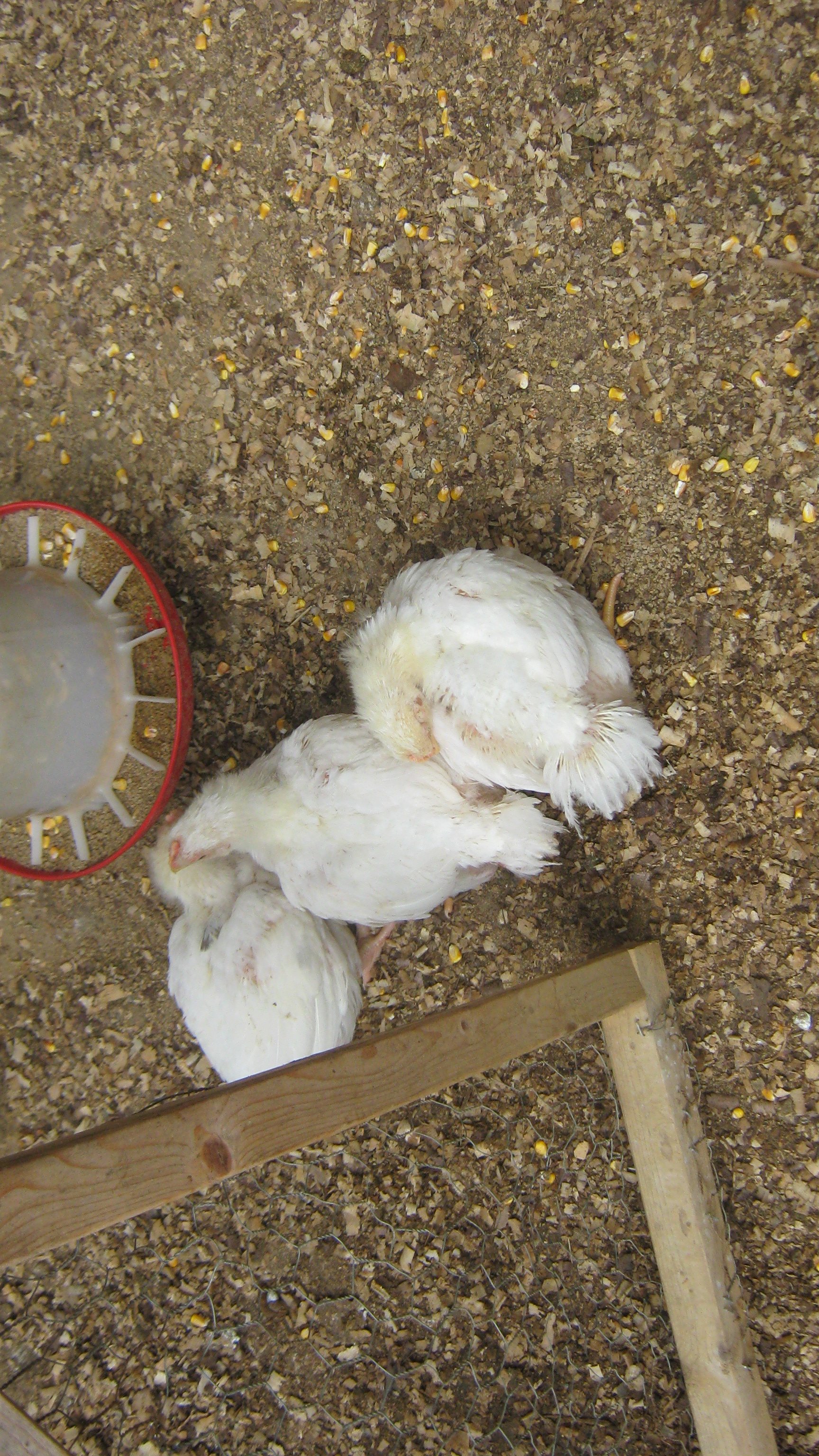These chicks came from Tractor Supply and were supposed to be Golden Comets, however they don't seem to be progressing the same way as our other Comets that we raised from chicks.  They are absolutely huge, with enormous legs.  So fat that they don't really even want to move around.  They're feathers aren't changing either, though one of them has a couple of black feathers behind the neck and a blue feather on the left wing.  Strange!  Can't wait to see how they turn out.  They were about five weeks in this picture.