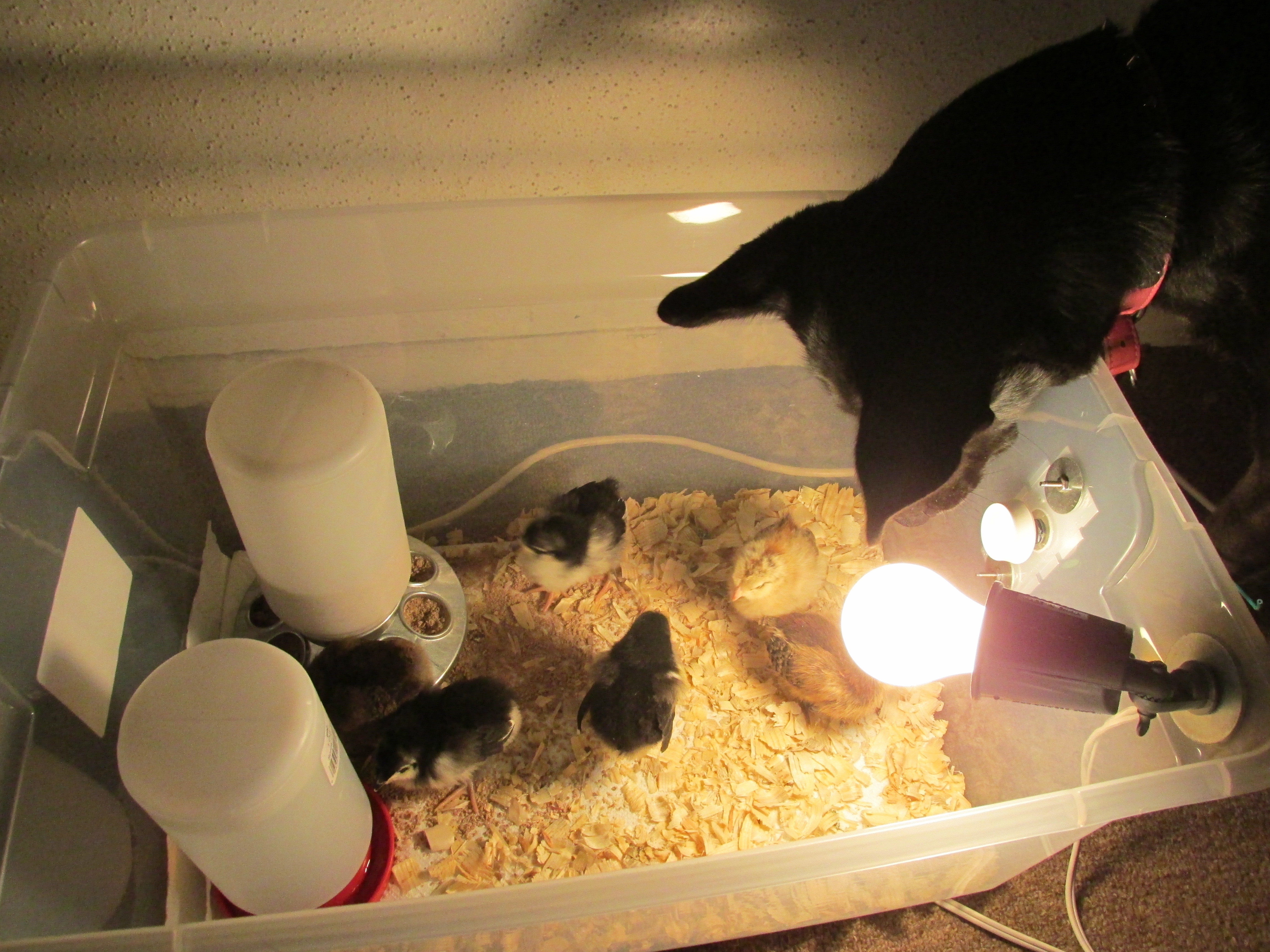 These chicks have the best dog in the world looking after them.