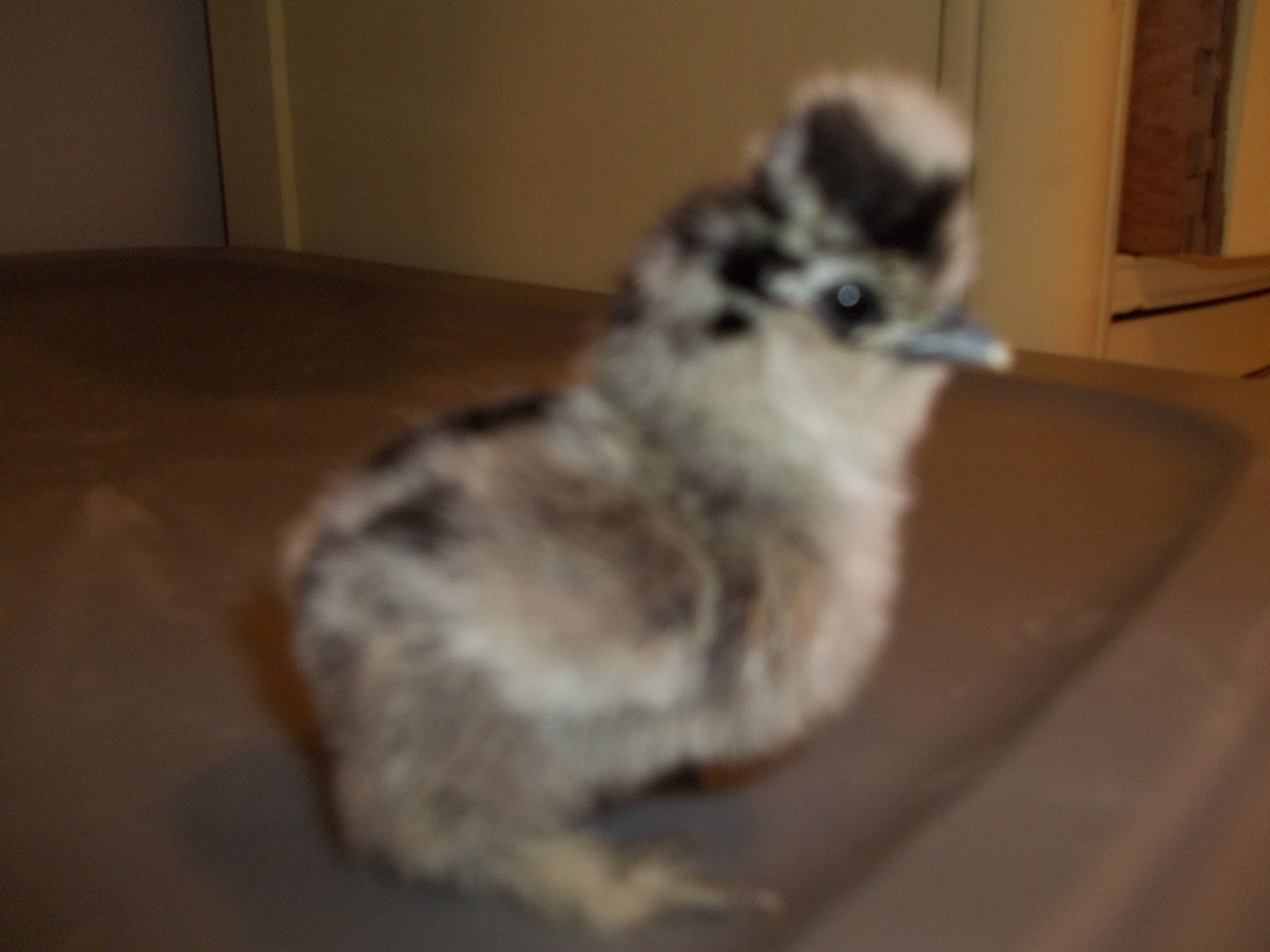 These chicks were hatched on 4-10-2012 from CJ's Silkies. What a bunch of cuties!!

I just love the crown on this one.