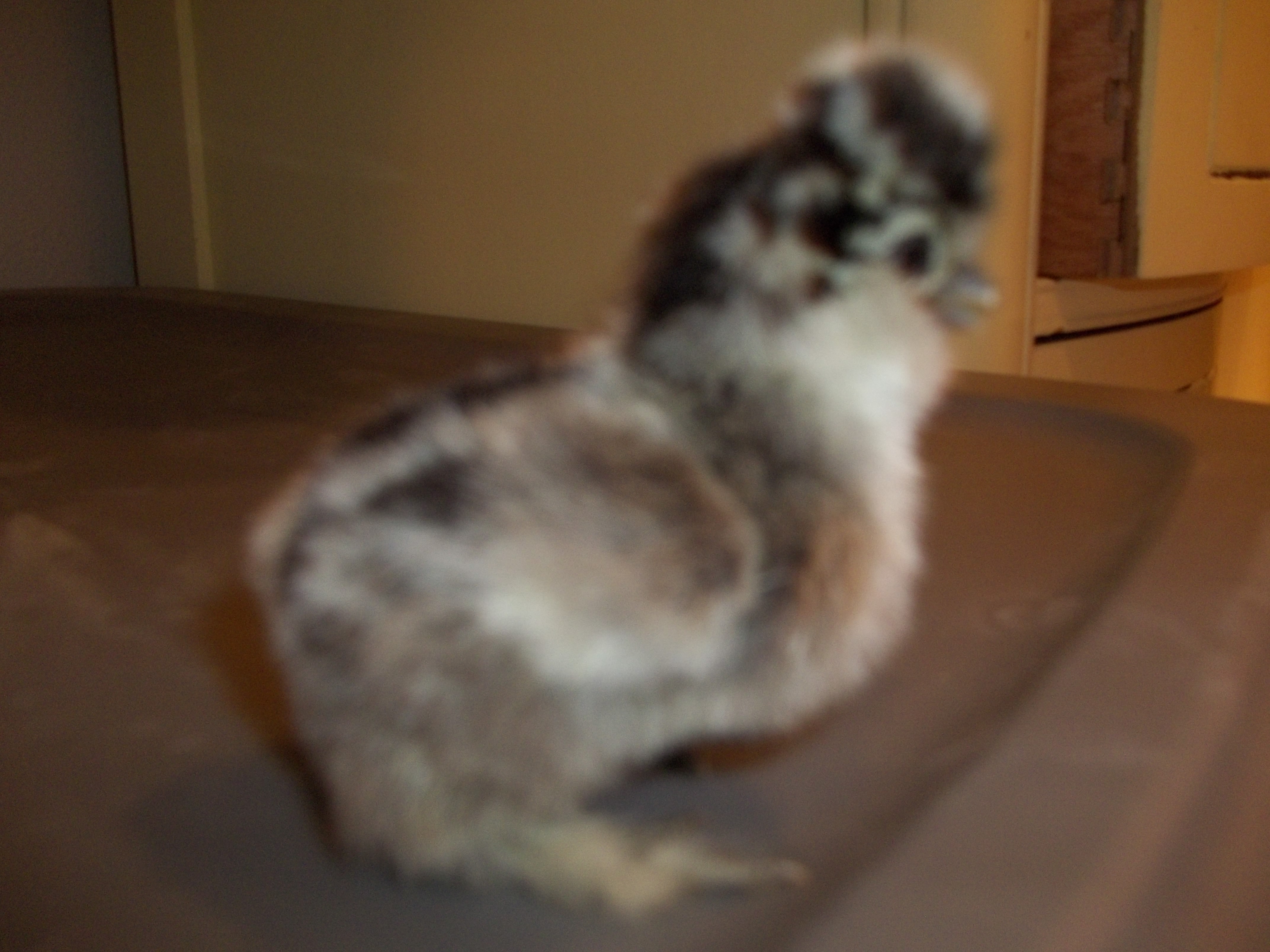 These chicks were hatched on 4-10-2012 from CJ's Silkies. What a bunch of cuties!!

This little one is my favorite :-)