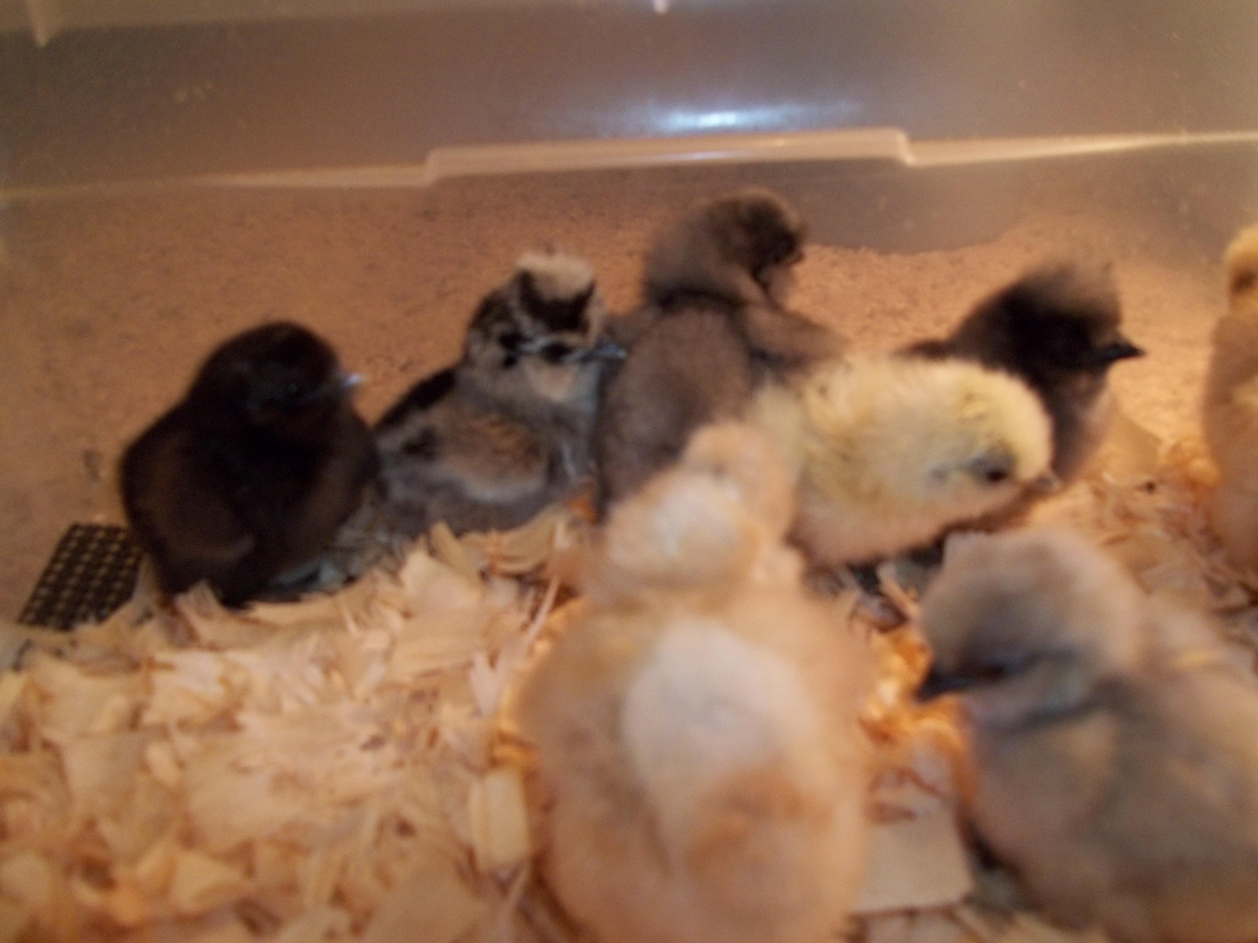 These chicks were hatched on 4-10-2012 from CJ's Silkies. What a bunch of cuties!!