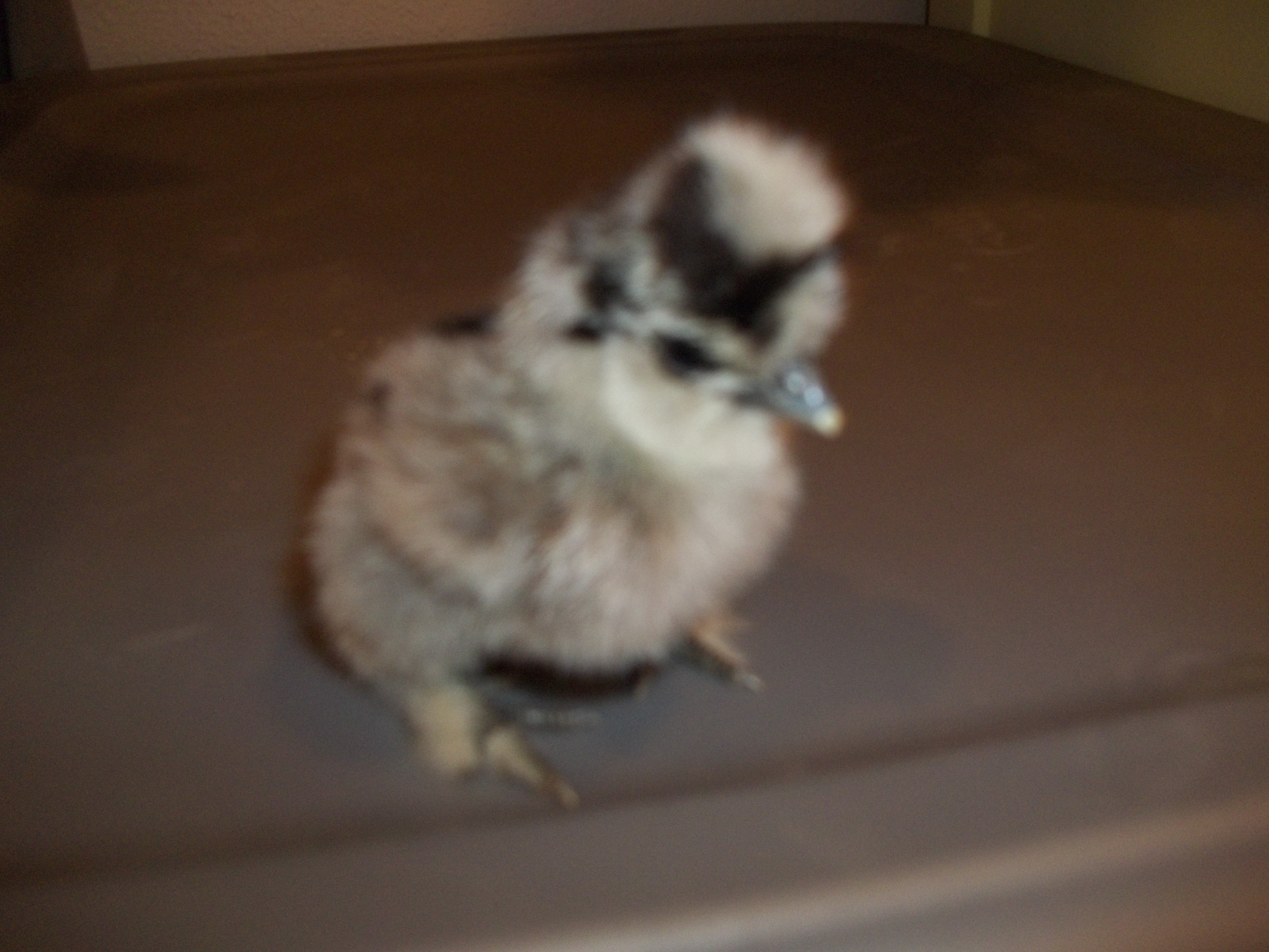 These chicks were hatched on 4-10-2012 from CJ's Silkies. What a bunch of cuties!!