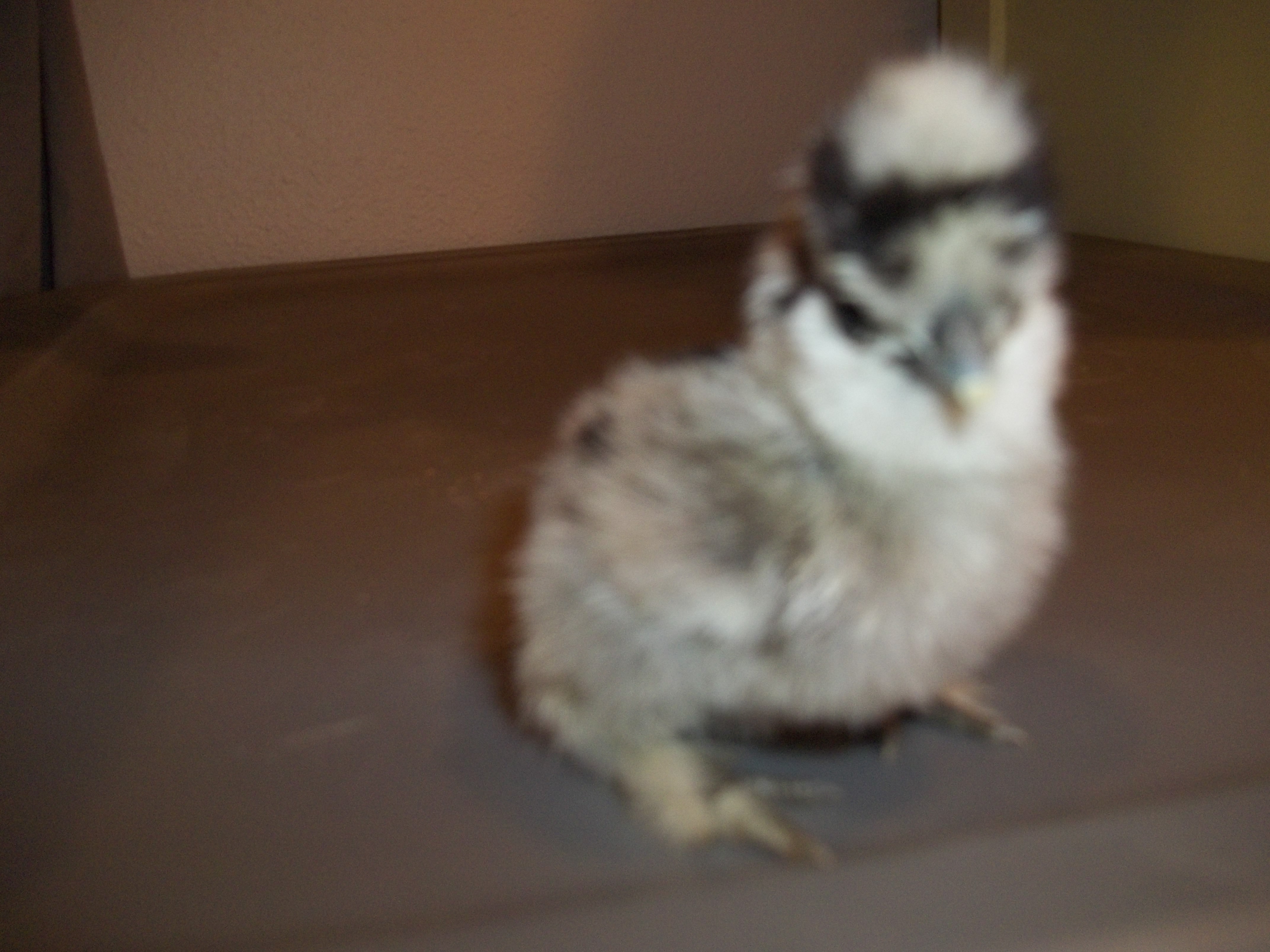 These chicks were hatched on 4-10-2012 from CJ's Silkies. What a bunch of cuties!!