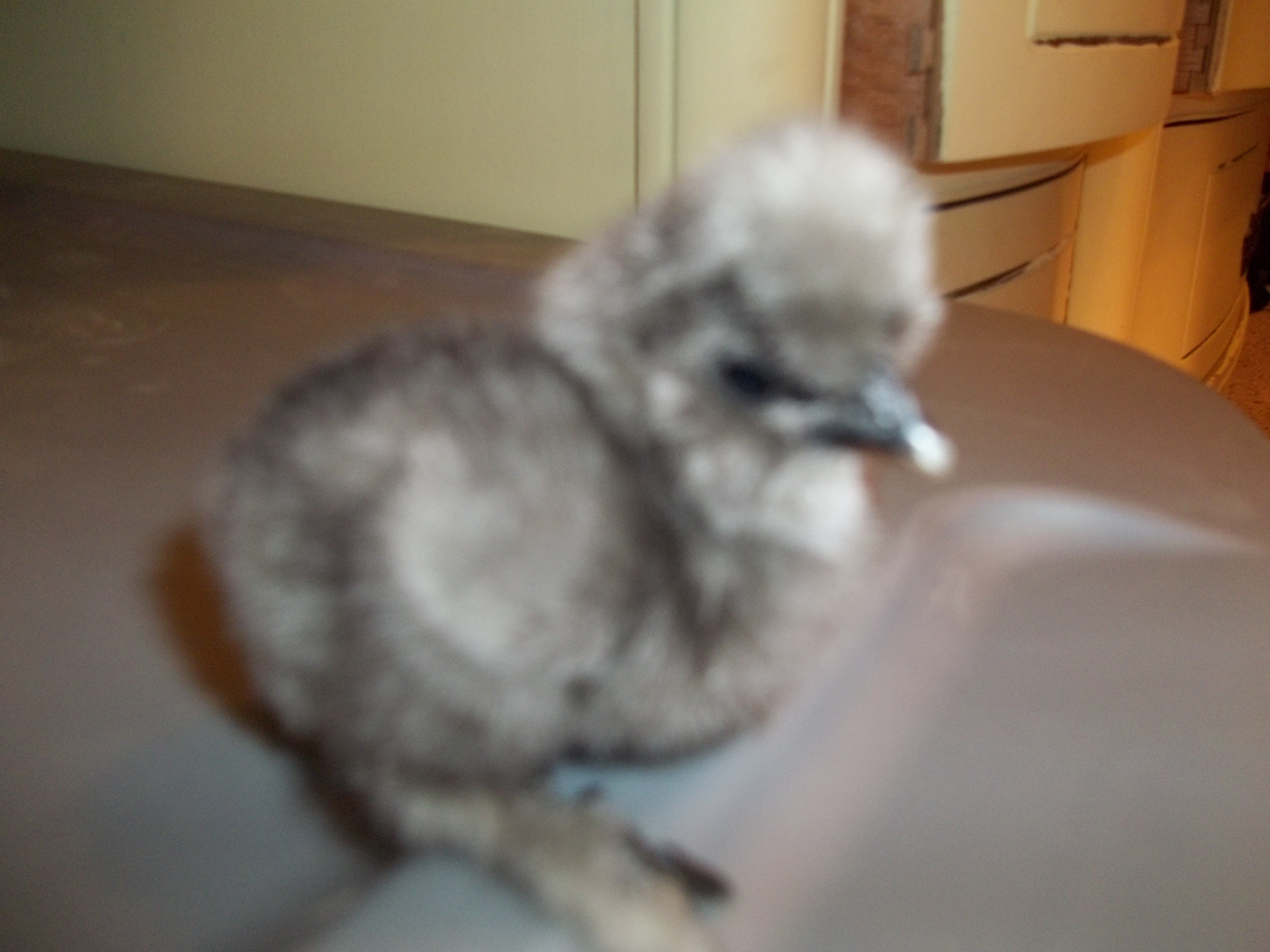 These chicks were hatched on 4-10-2012 from CJ's Silkies. What a bunch of cuties!!