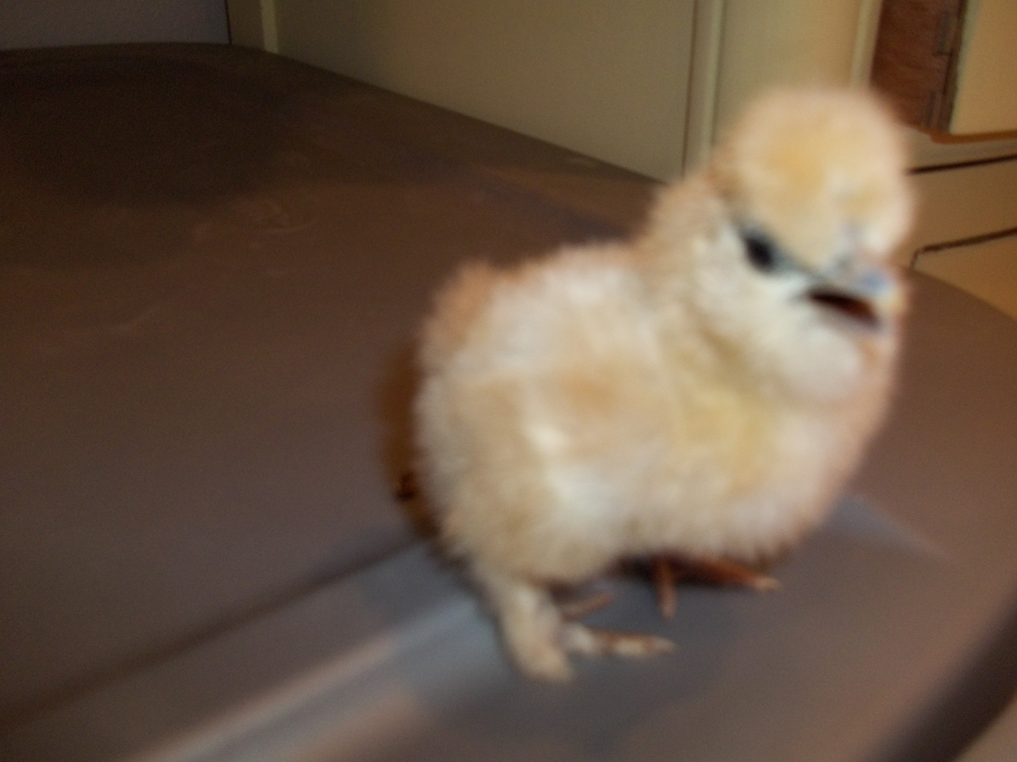 These chicks were hatched on 4-10-2012 from CJ's Silkies. What a bunch of cuties!!
