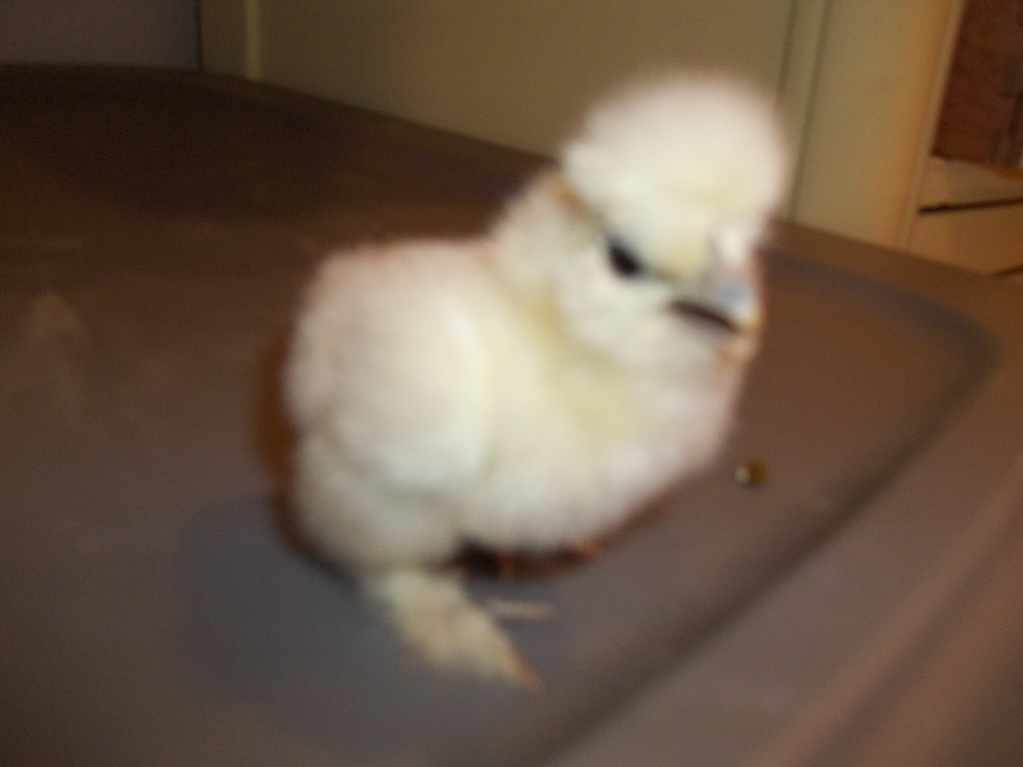 These chicks were hatched on 4-10-2012 from CJ's Silkies. What a bunch of cuties!!