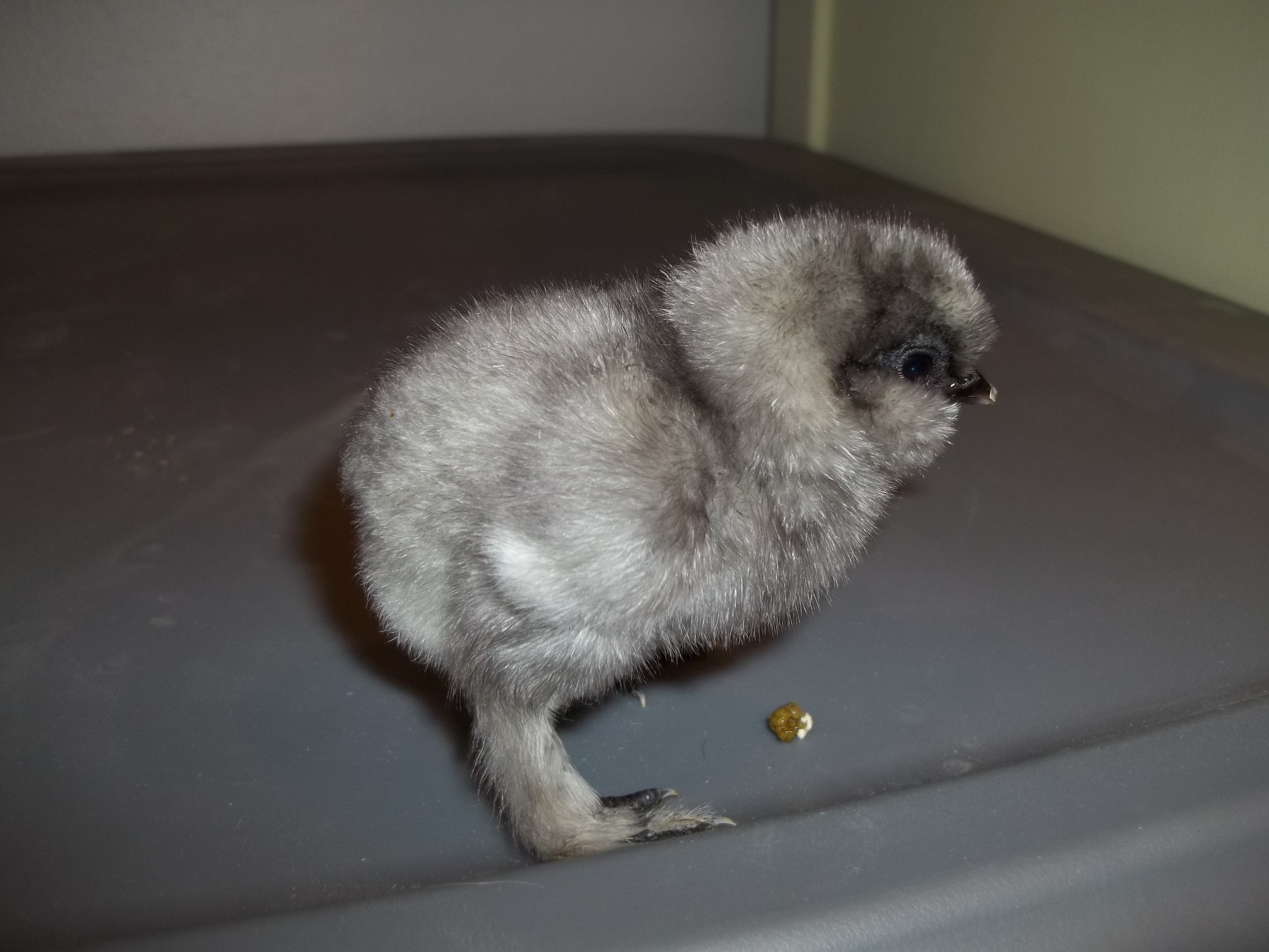 These chicks were hatched on 4-10-2012 from CJ's Silkies. What a bunch of cuties!!