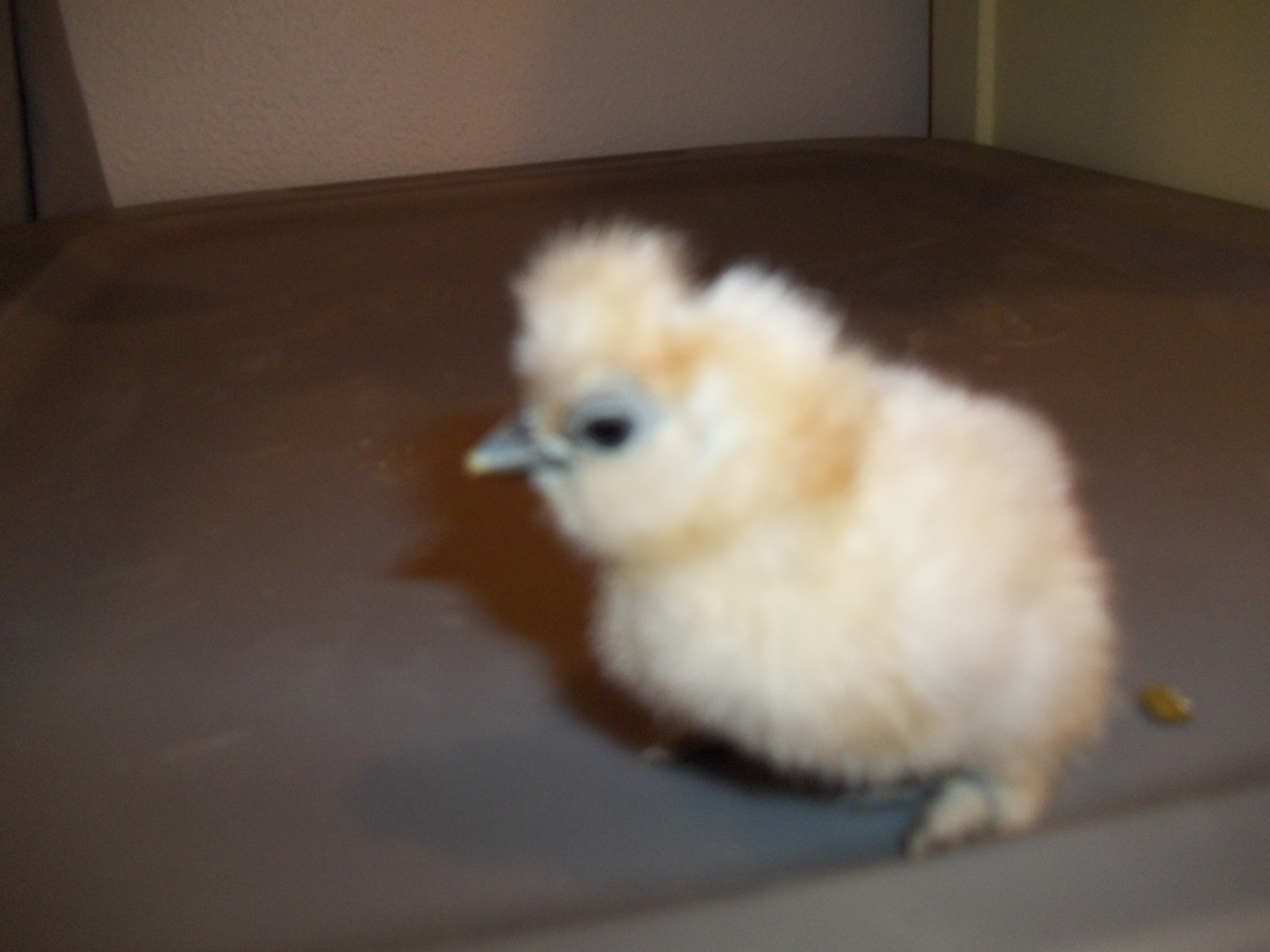 These chicks were hatched on 4-10-2012 from CJ's Silkies. What a bunch of cuties!!