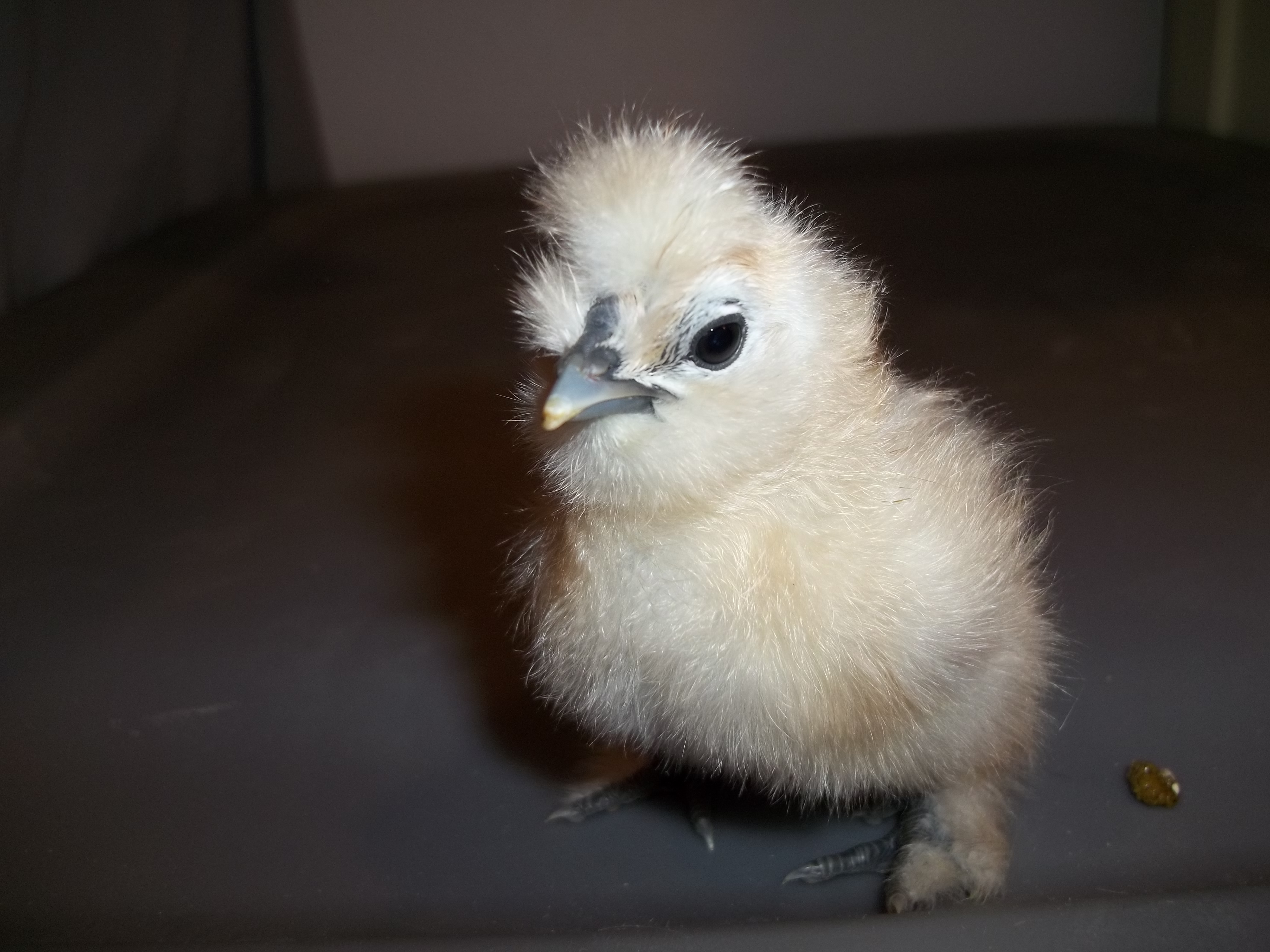 These chicks were hatched on 4-10-2012 from CJ's Silkies. What a bunch of cuties!!