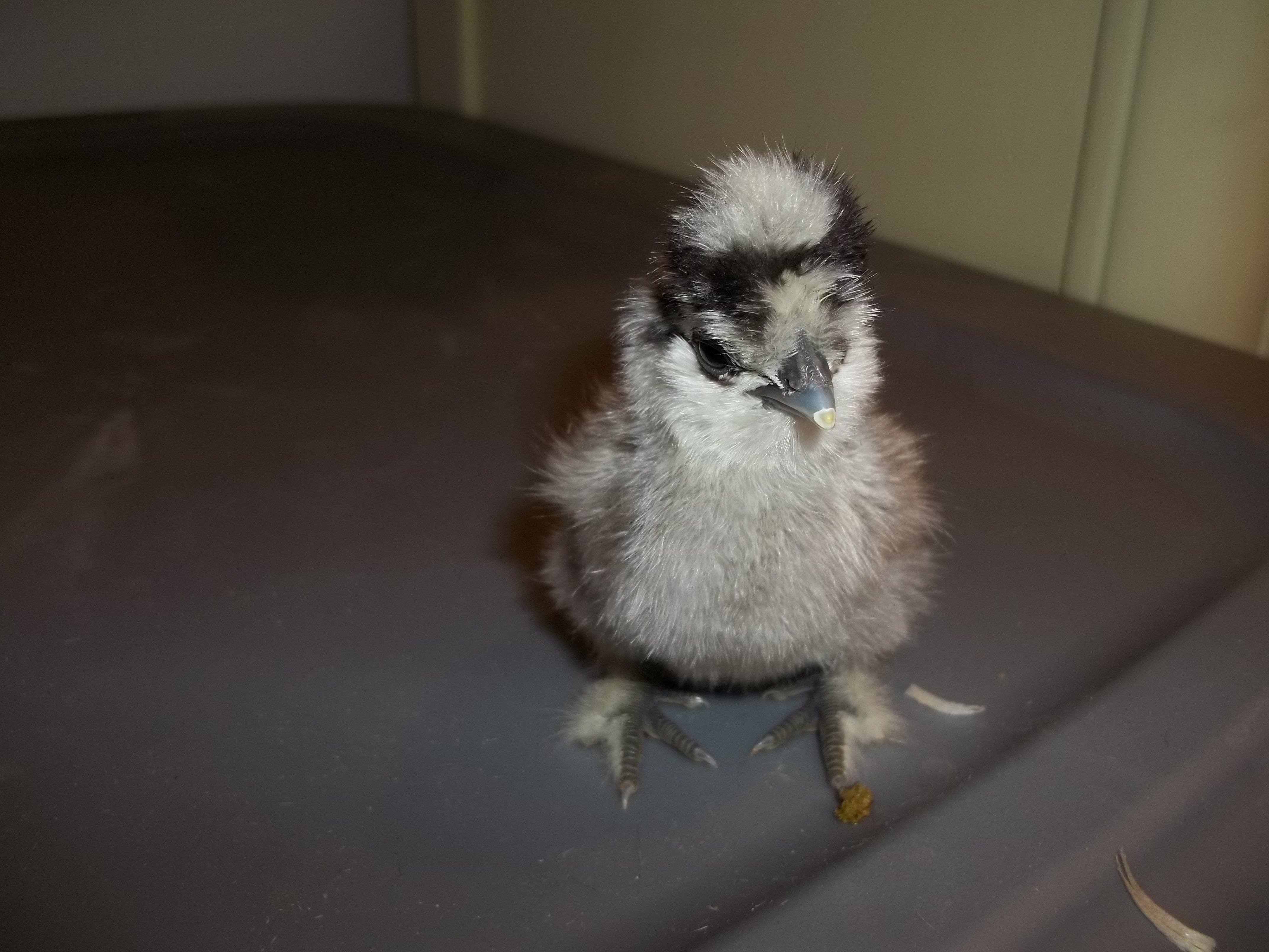 These chicks were hatched on 4-10-2012 from CJ's Silkies. What a bunch of cuties!!