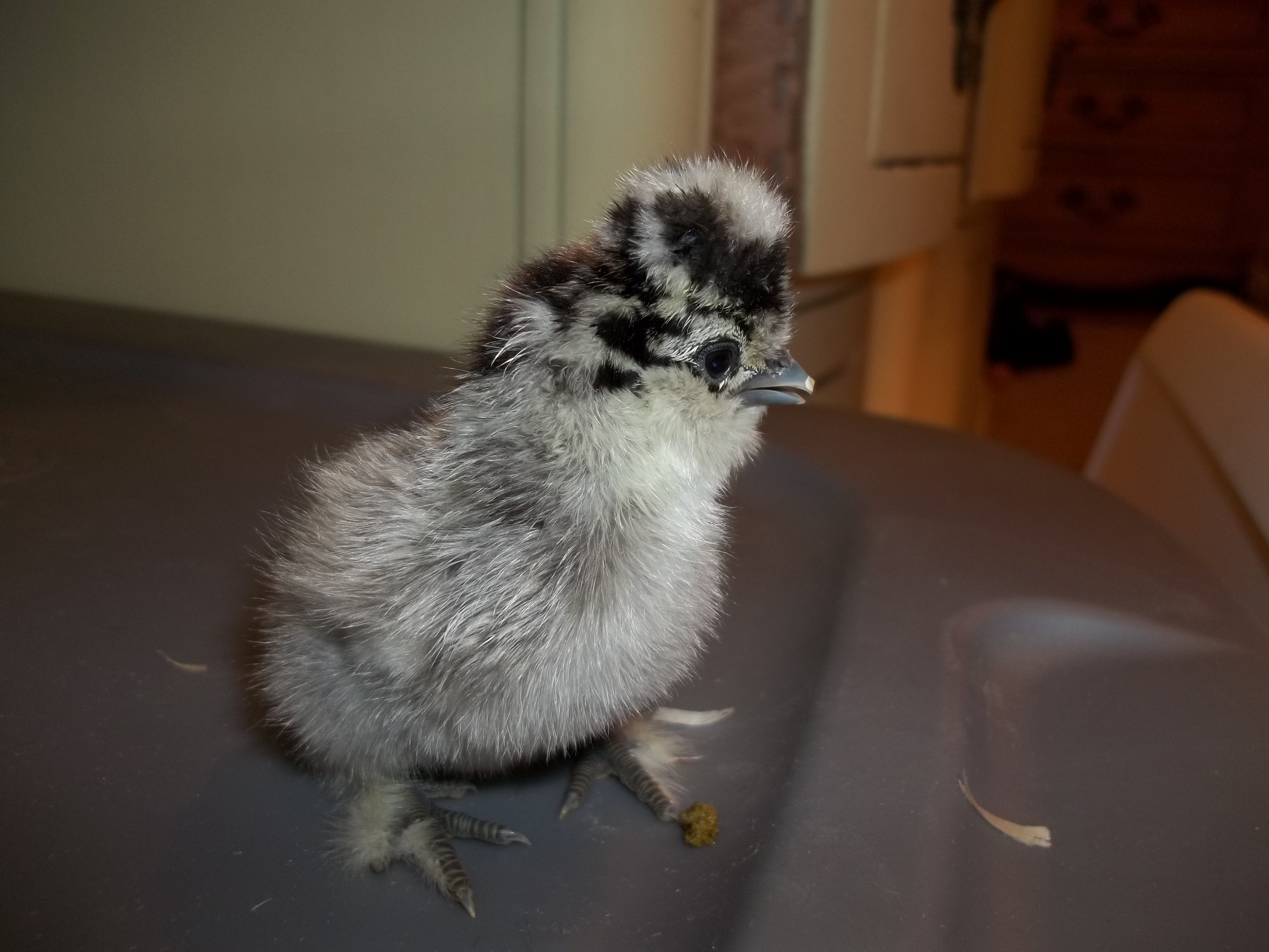 These chicks were hatched on 4-10-2012 from CJ's Silkies. What a bunch of cuties!!
