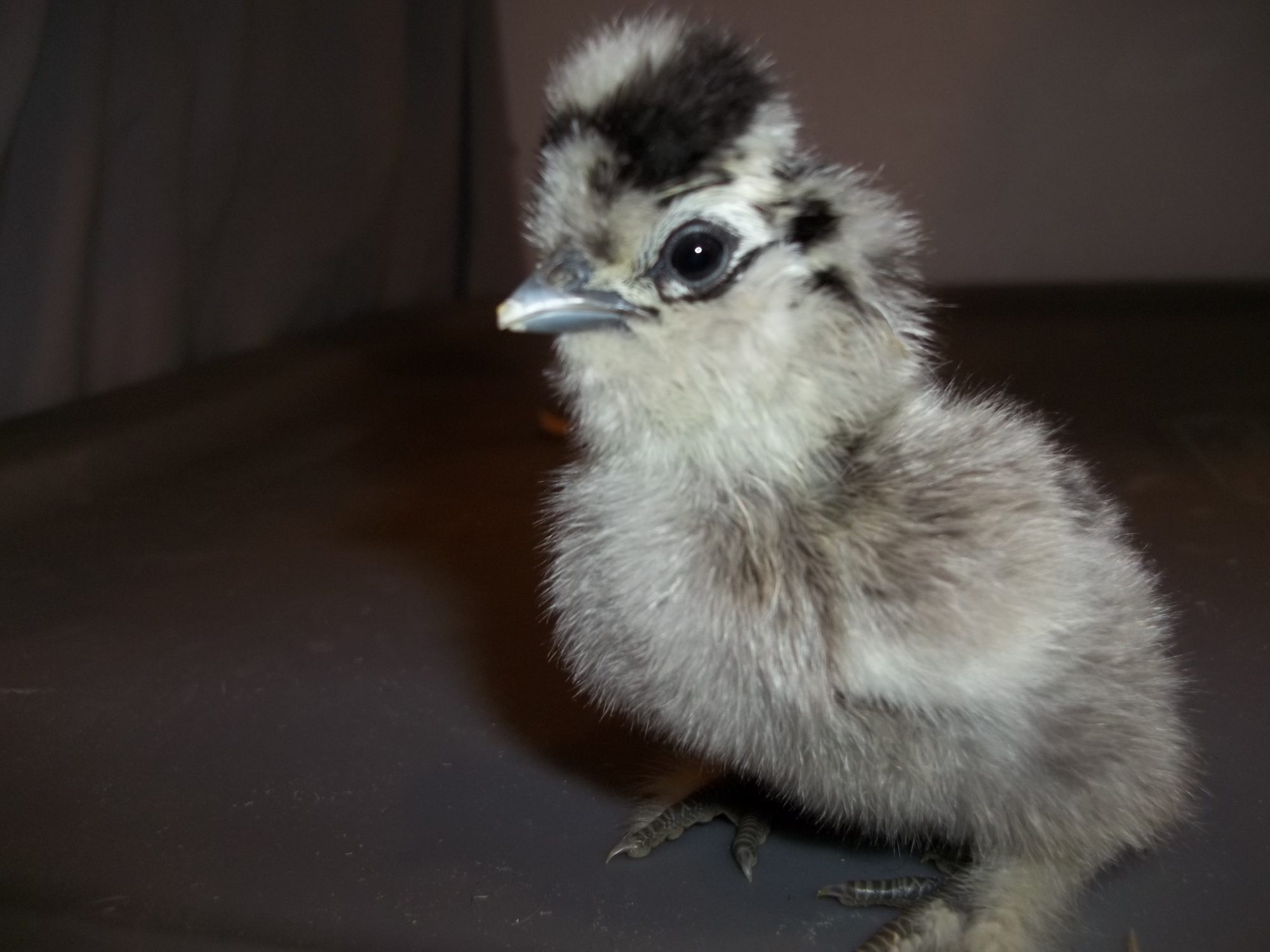 These chicks were hatched on 4-10-2012 from CJ's Silkies. What a bunch of cuties!!