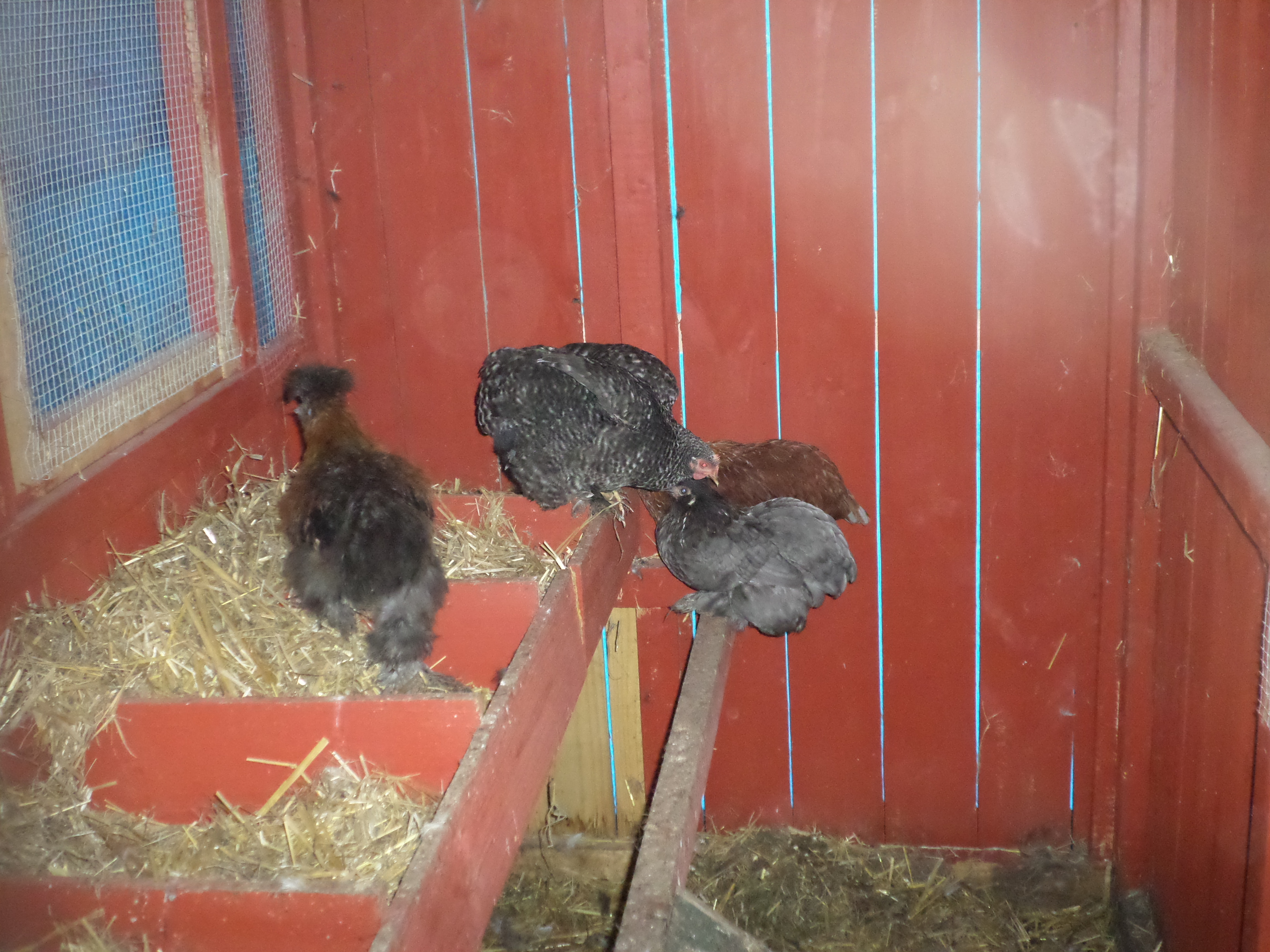 These four always sleep together in the nesting area.  I had to buy a 30 gallon plastic trash can because the other 14 won't sleep on this side of the coop for some reason and they prefer to sleep together on the ground of the exercise area..