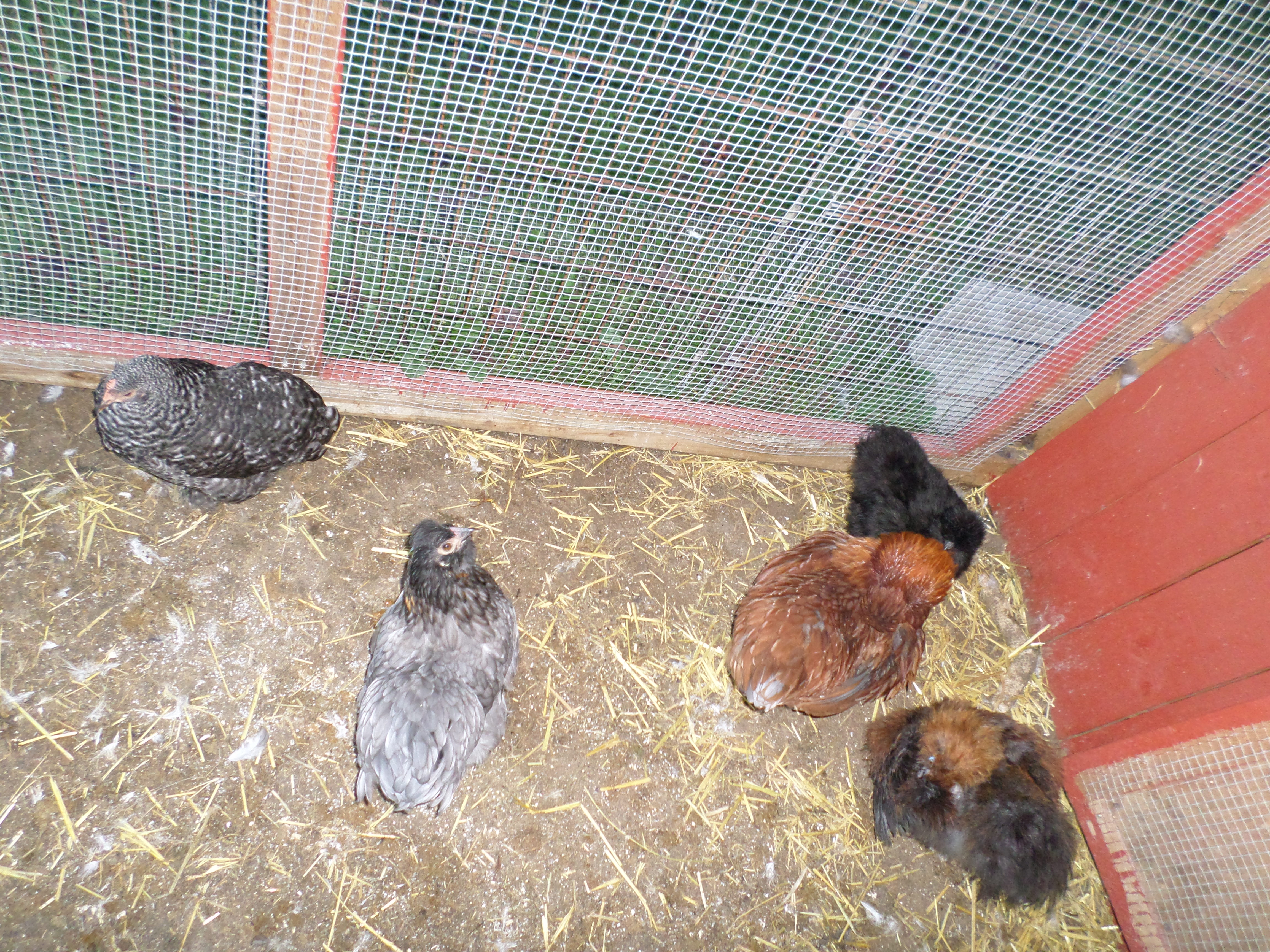 These four sleep in the nesting area together, the black one used to, but now she sleeps with the rest of the Silkies and Showgirls in the coop front enclosure area.