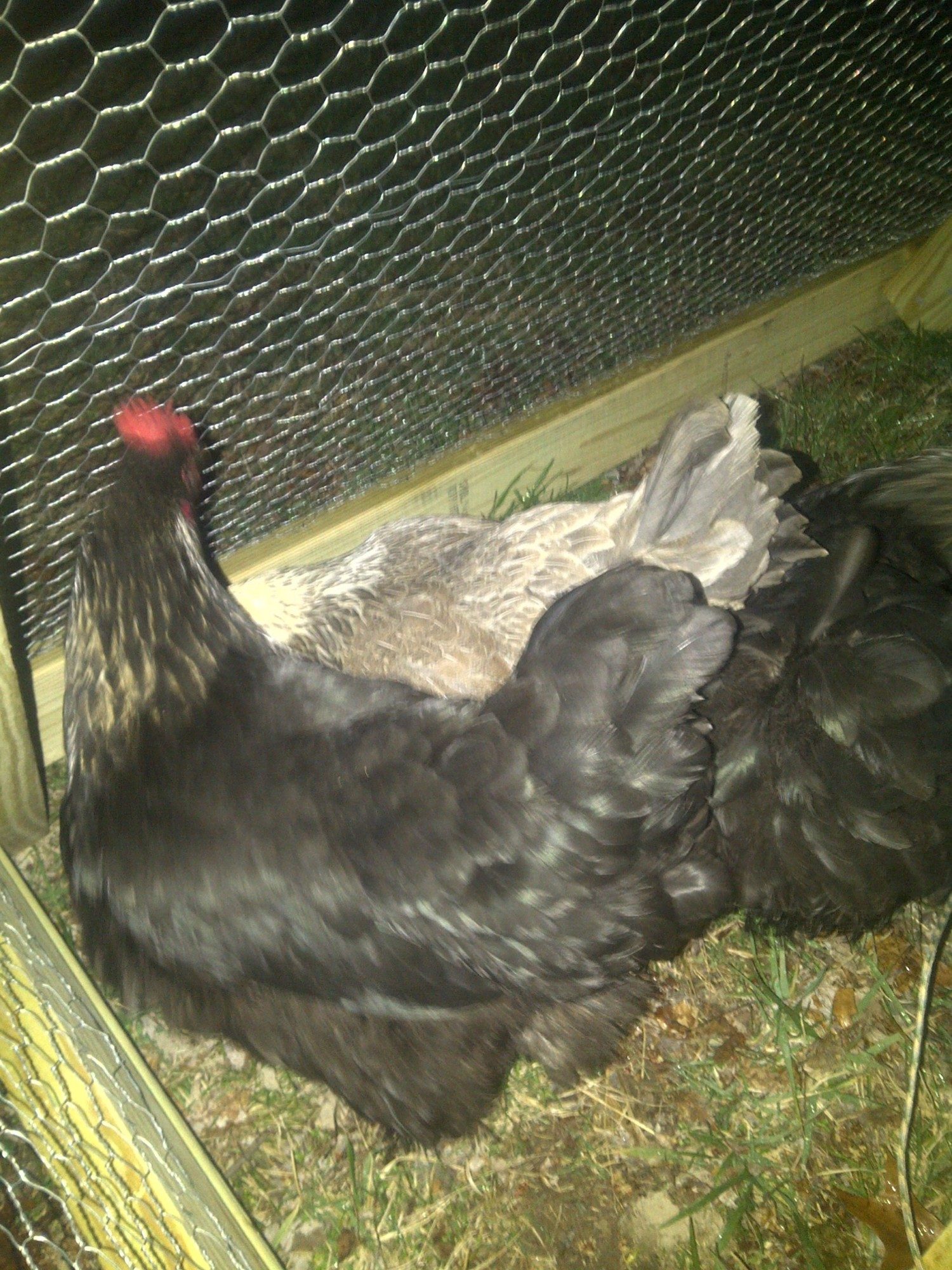 These girls have the feathered shanks and a green sheen to them in the daylight. Hope to find some dark eggs in the nest box tomorrow.