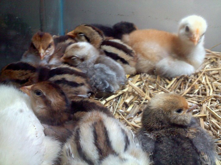 these guys hatched out spring before last. just muts from 2 hatchings on the same day ha.