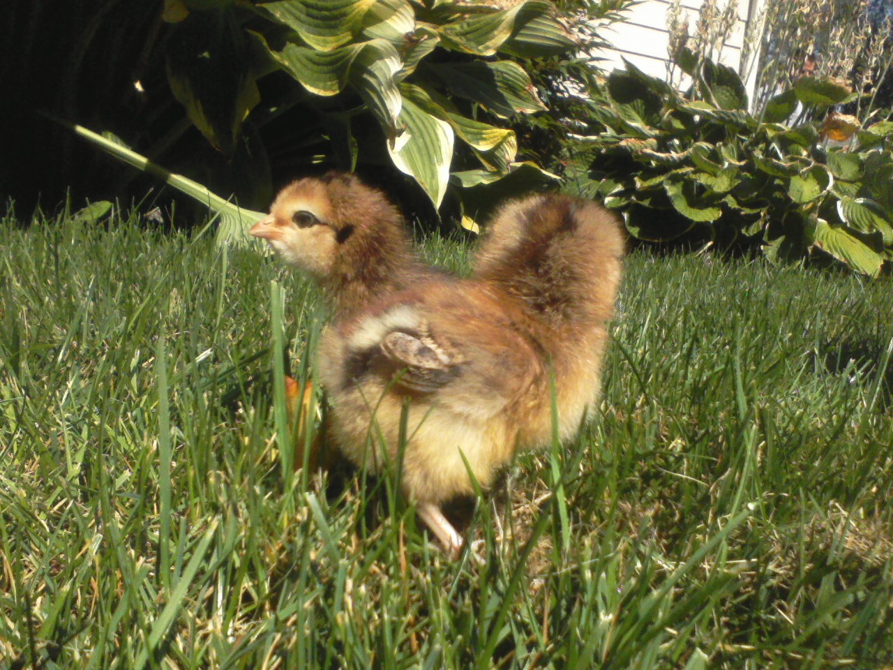 These little balls of fluff are a joy.