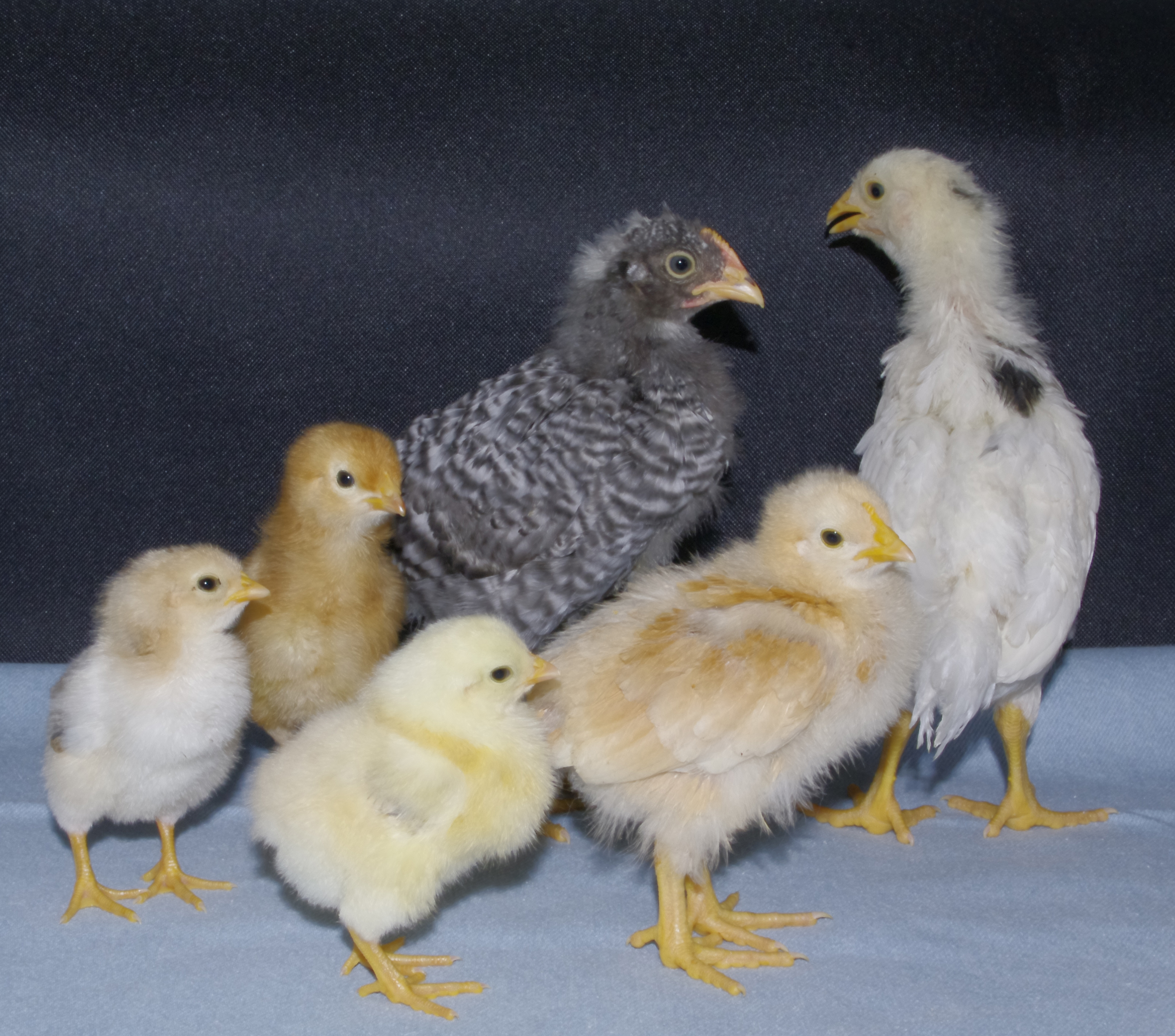 These little guys are gonna grow together.
Barred Plymouth Rock
White Plymouth Rock
Rhode Island Red
Buff Orpington
2-Americauna/Golden Comet mix