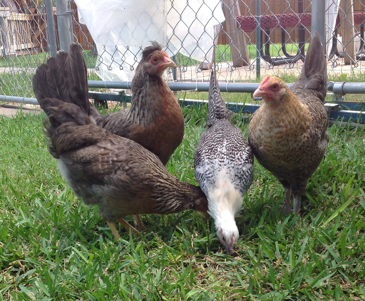 These little ladies are growing up. The cream leg bars are the friendliest chicks.
