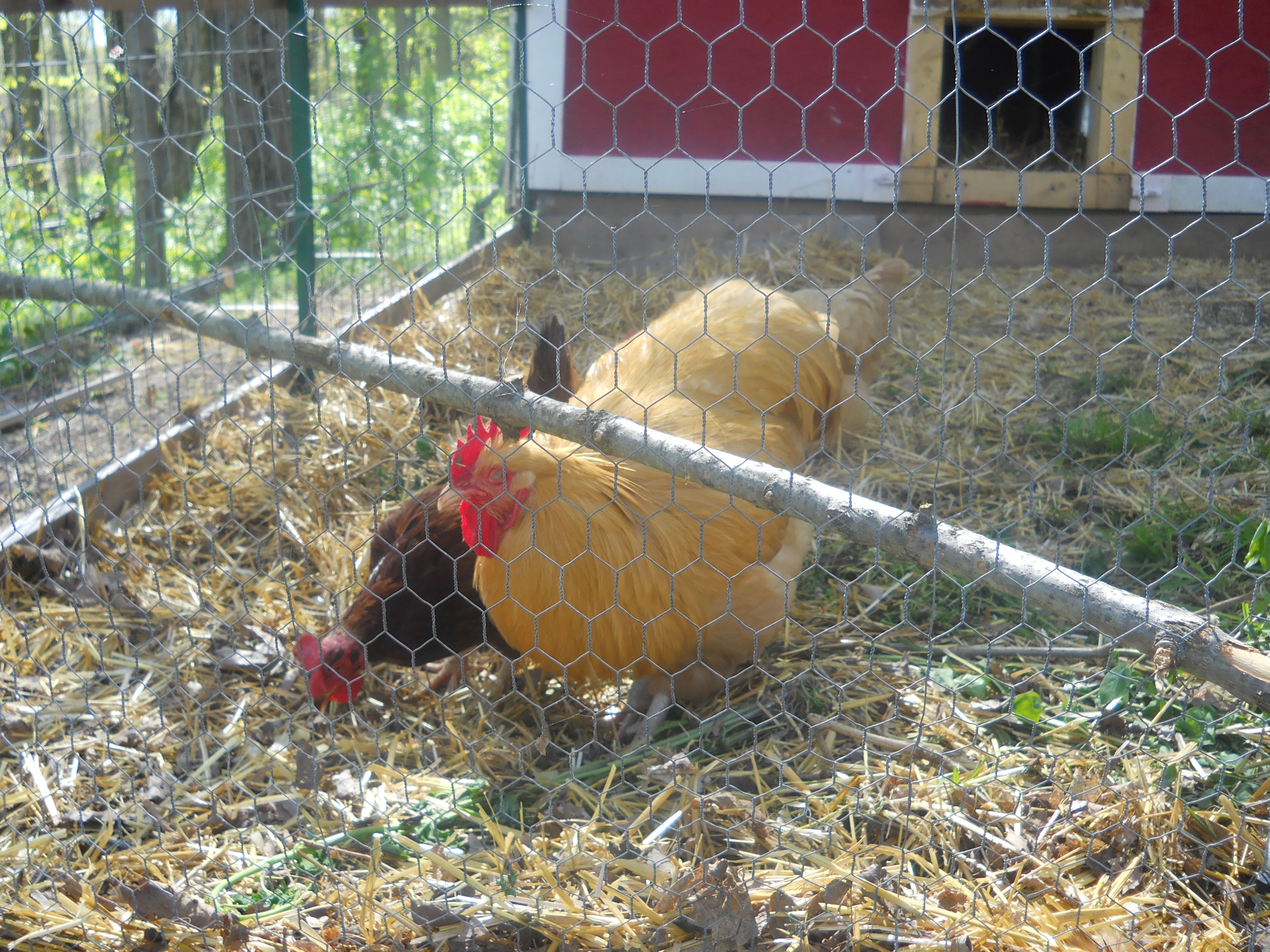 these r my first babies, we hatched, we hatch all our own!