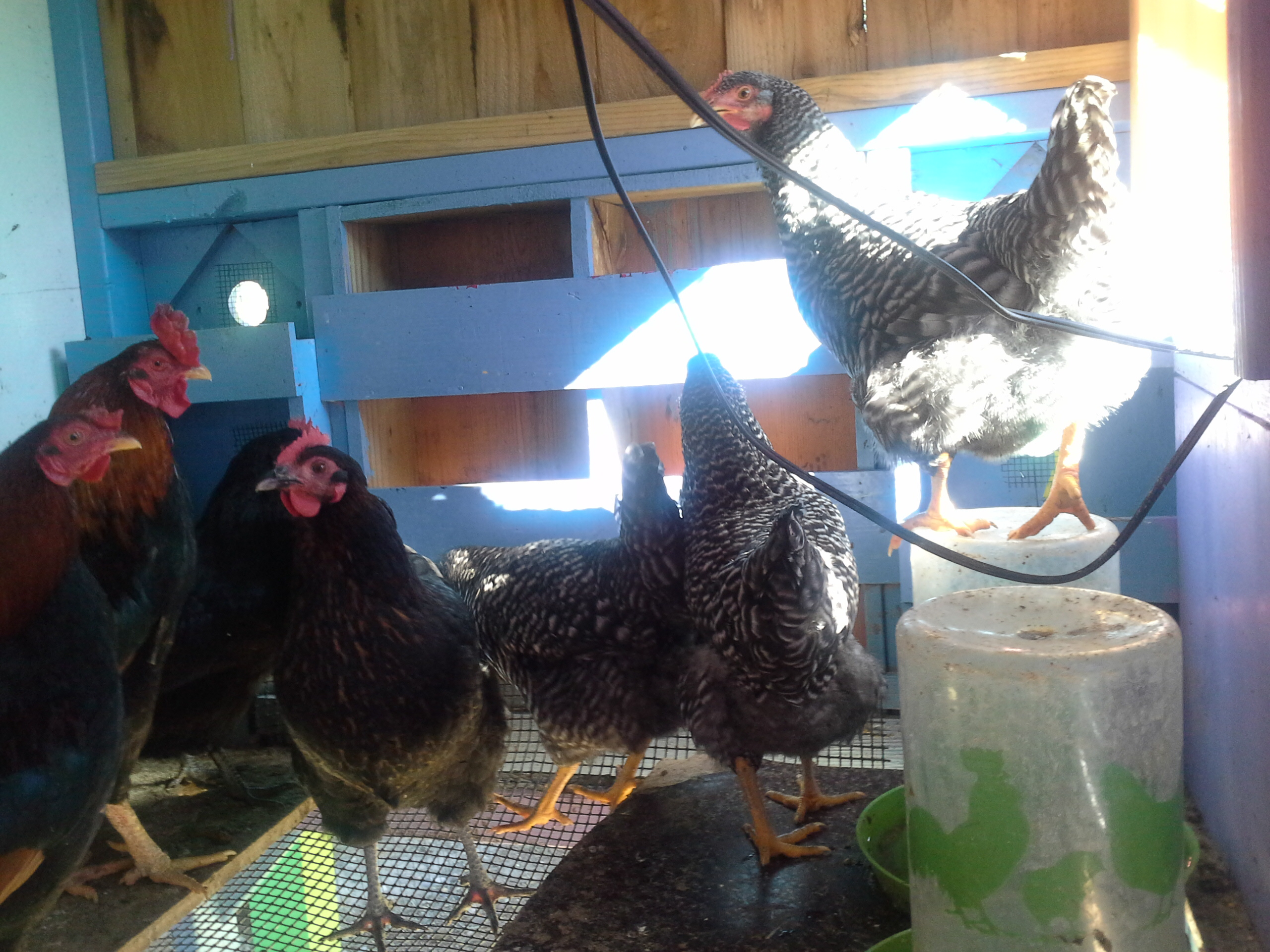 These roosters look nice but don't know what kind they are. Help.