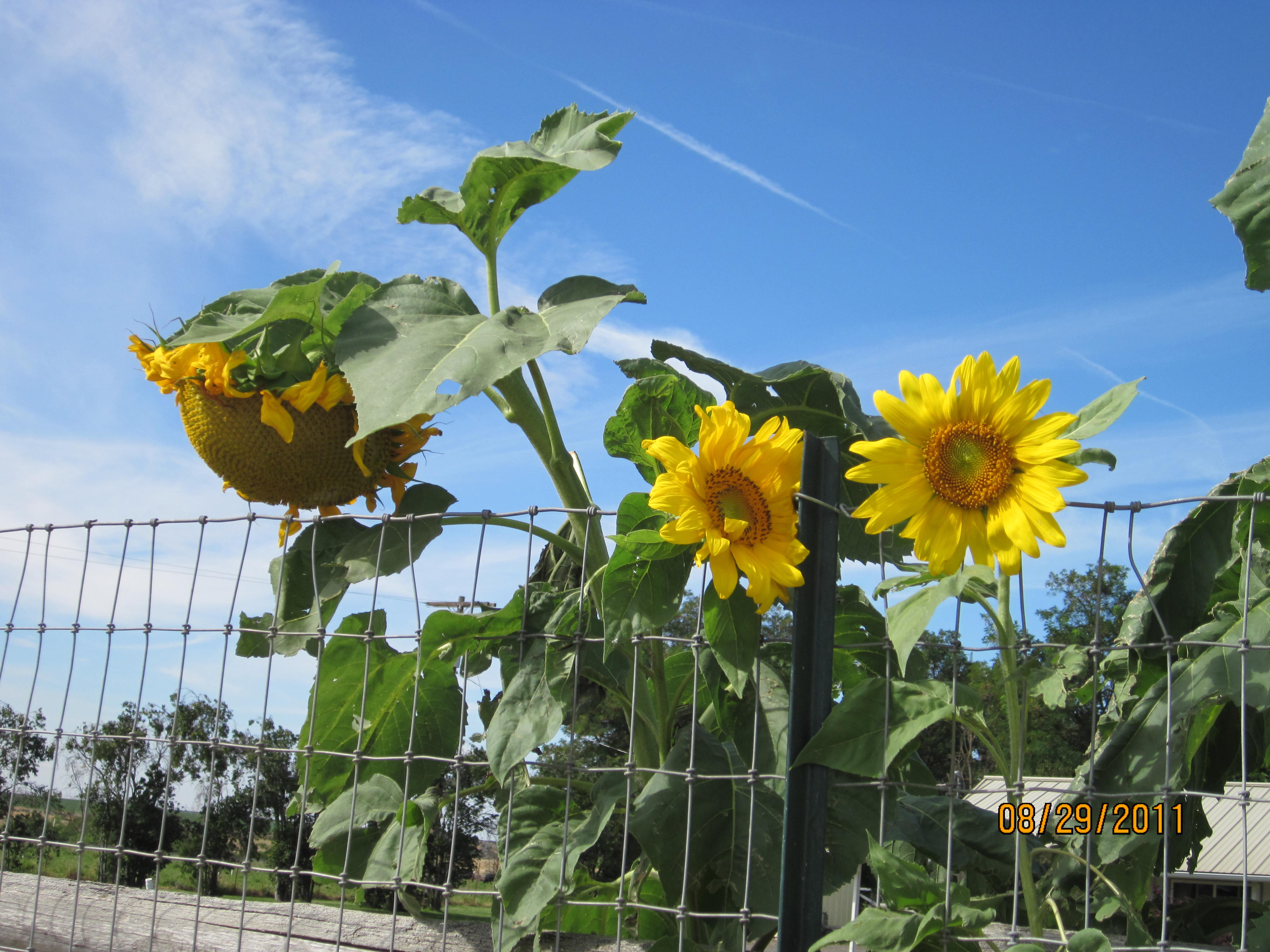 These sunflowers grew as tall as the chicken coop.  It is right by the garden.
