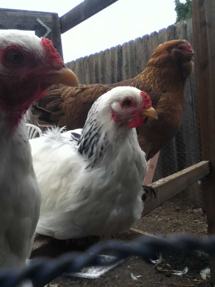 These three are two Brahmas and  a amerucauna. the Brahmas are Valentine and Sky. the amerucauna is Charollete the third. (yes, there was a 1 and 2)
