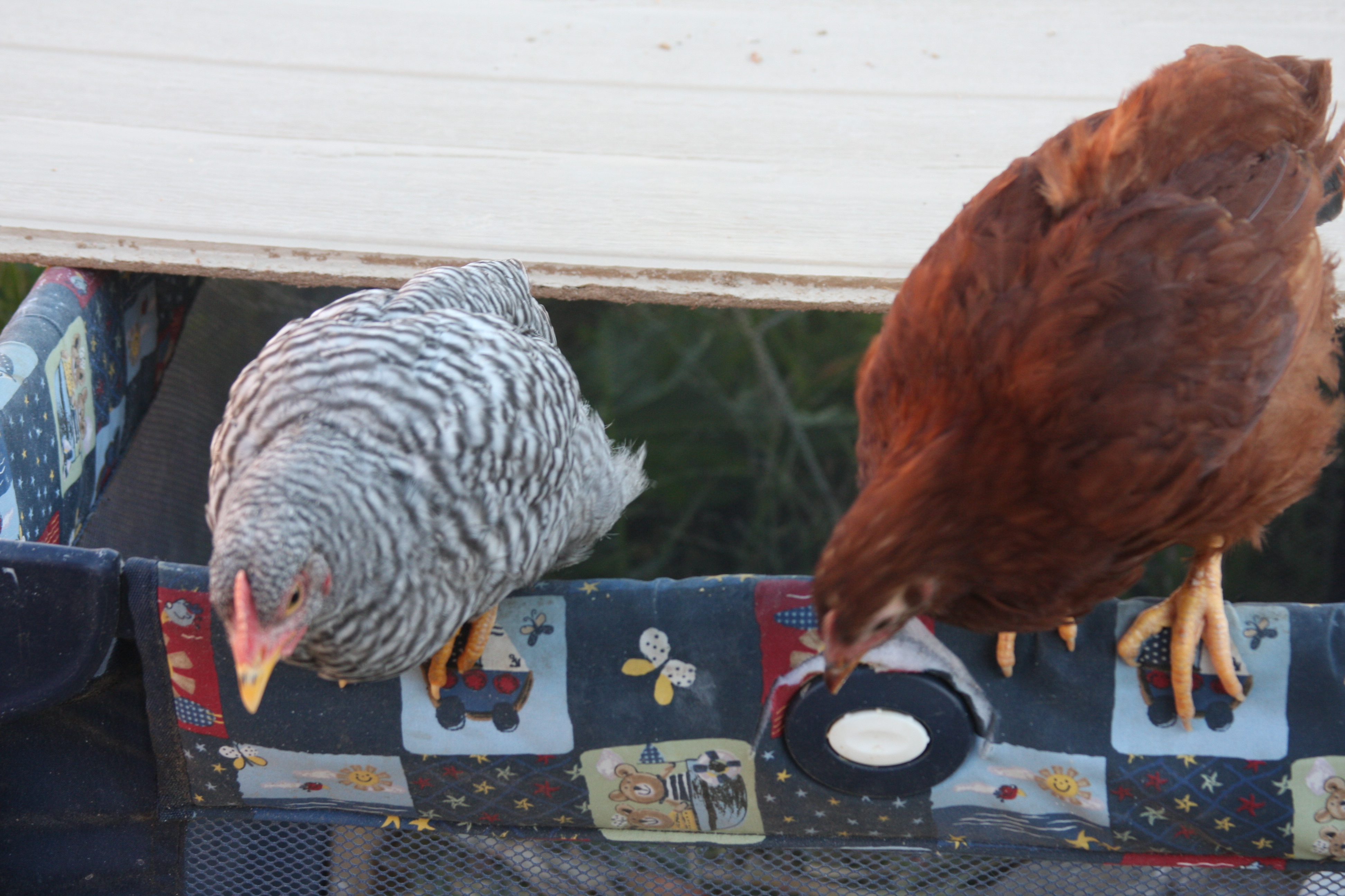 These two are living in a pack and play, which has a wood piece on top.  They have completed their poultry physical therapy and now are learning to hop and jump.