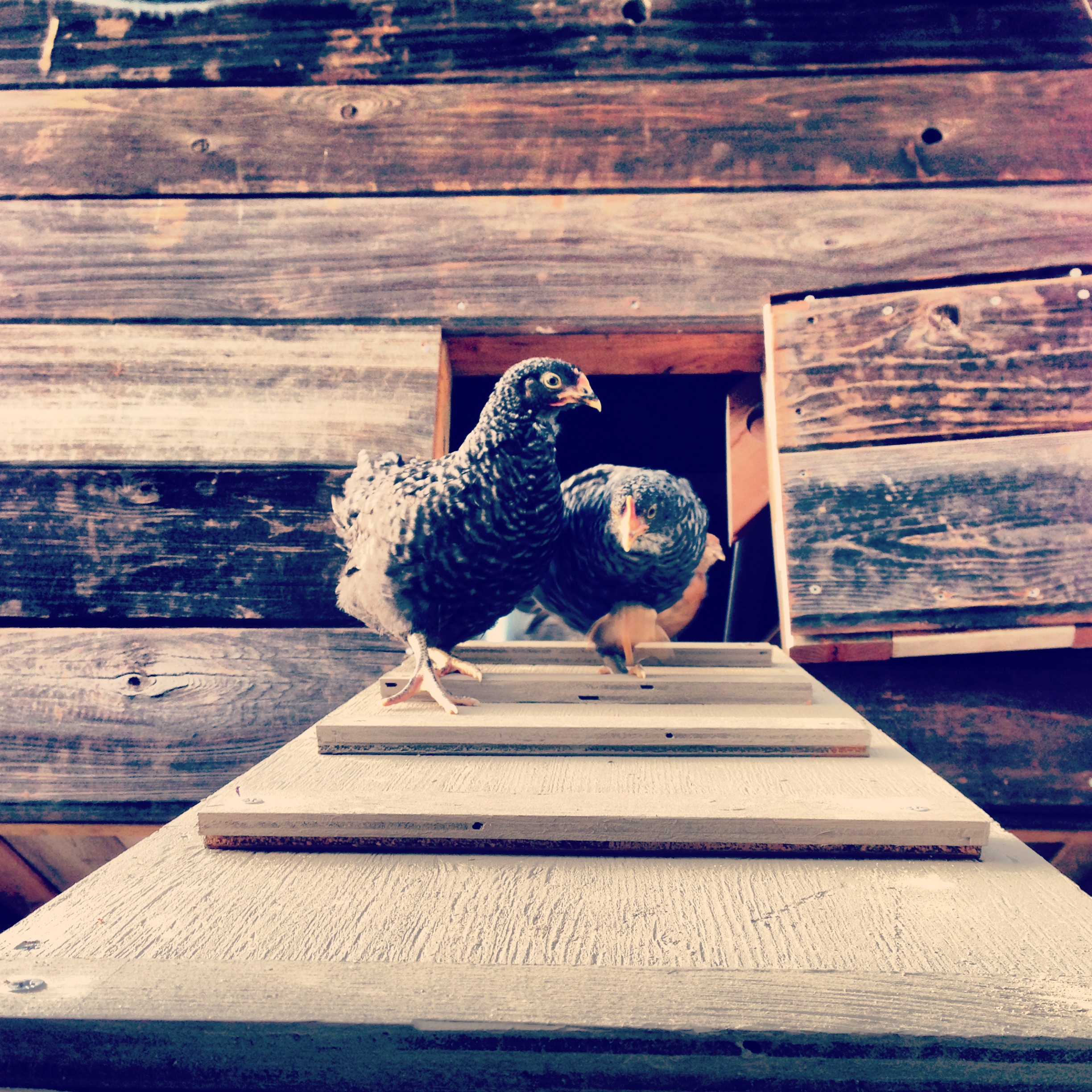 These two Barred Rocks are going to their run.  Also have 2 Ameraucanas, and 1 Dominique.