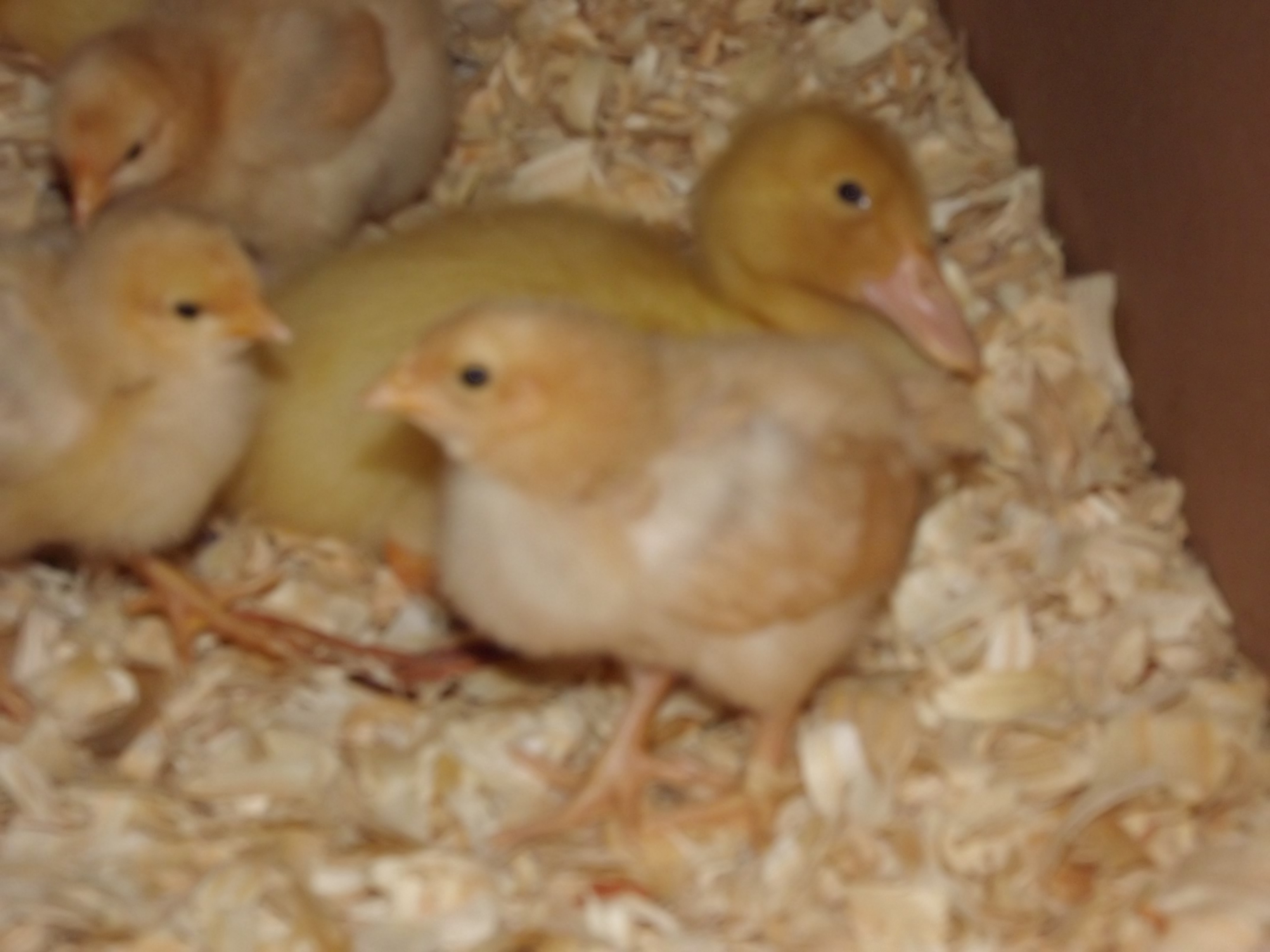 These two chicks look like they are tattling to Clementine...