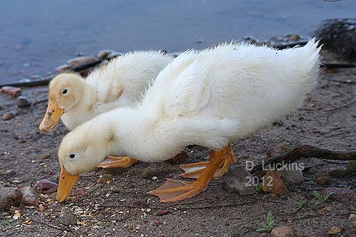 These two ducklings were dumped at Lake Murray right before a rain storm.  I managed to catch them and find them a new place to stay.
