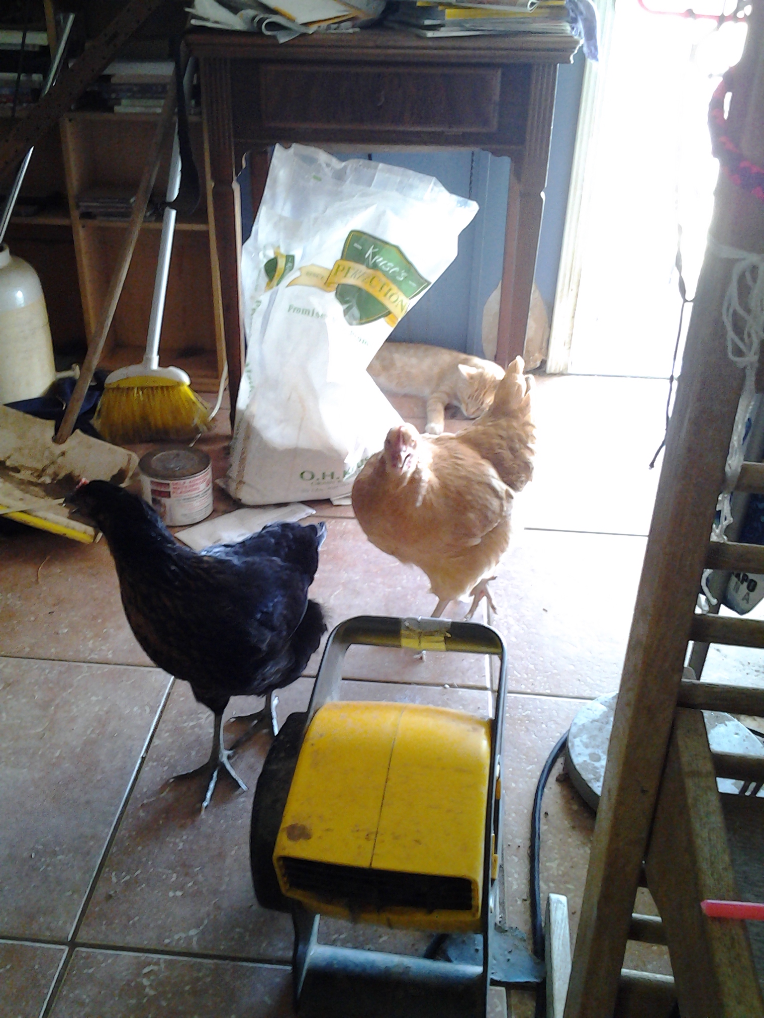 These two girls came in the house. The buff Orpington is real friendly. Love my chickens!!
