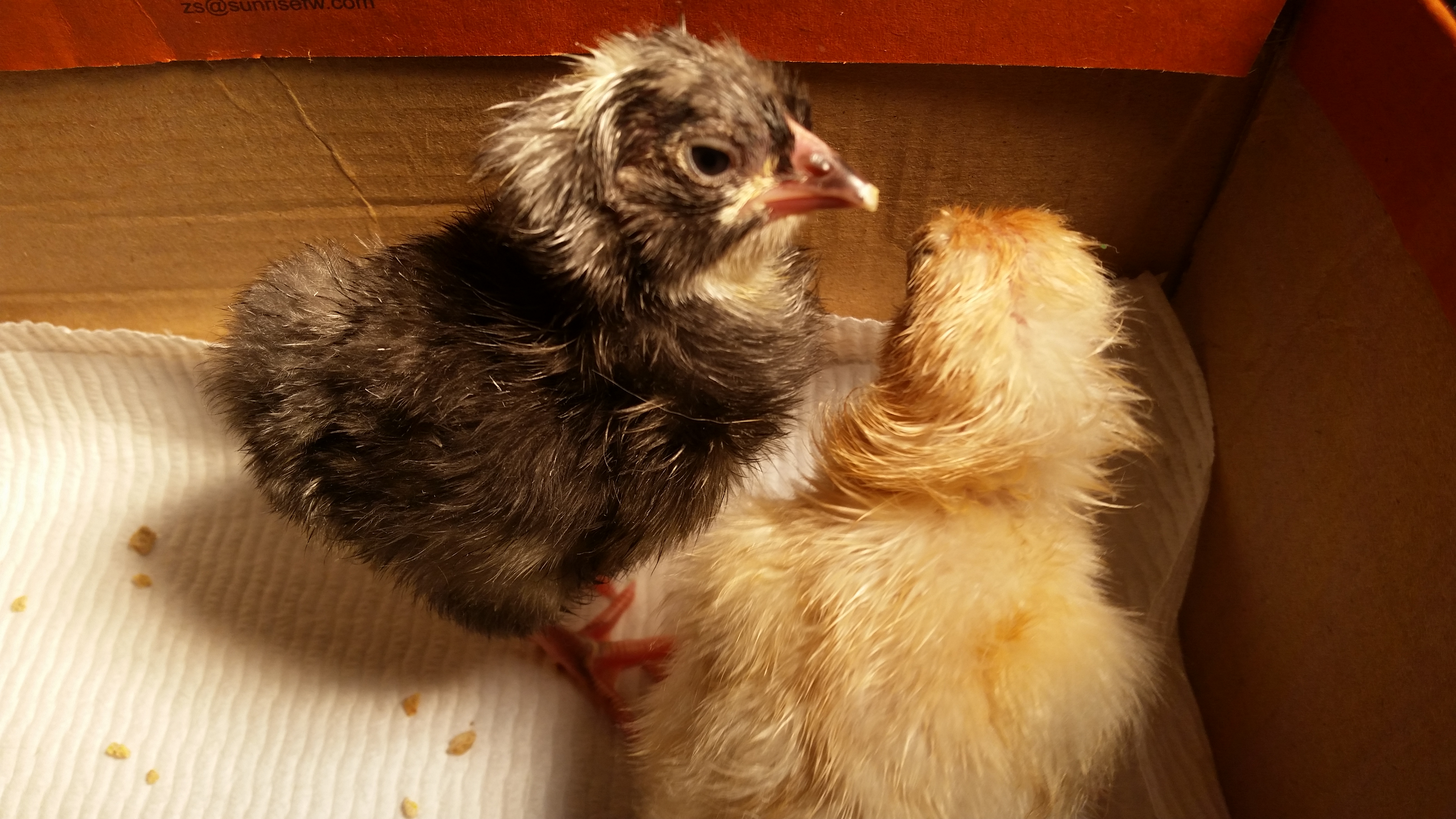 These two hatched within minutes of each other, though I had to assist the lighter one since it pipped in the middle of the egg.