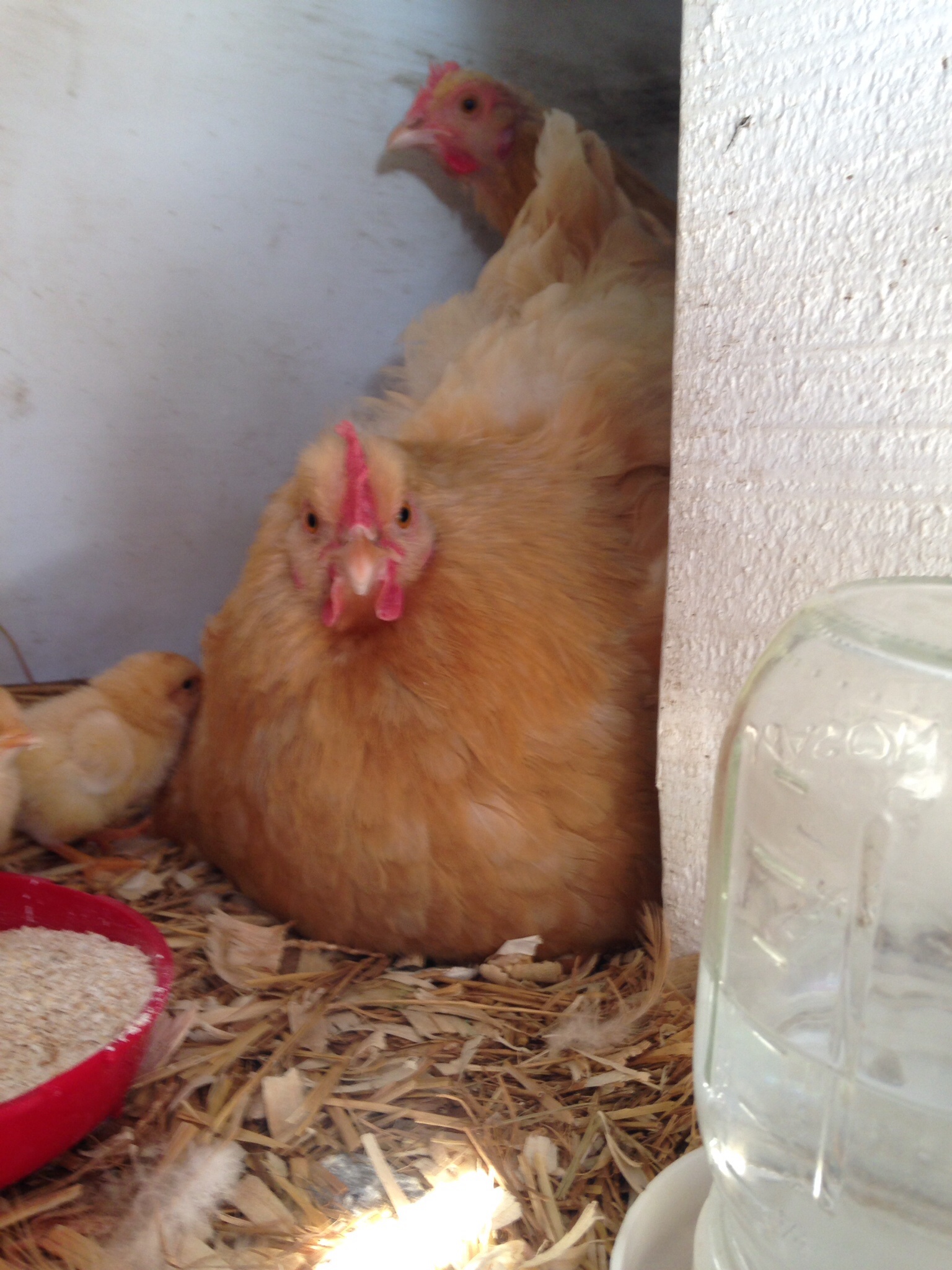 These two hens are inseparable, even buddying up on brooding.