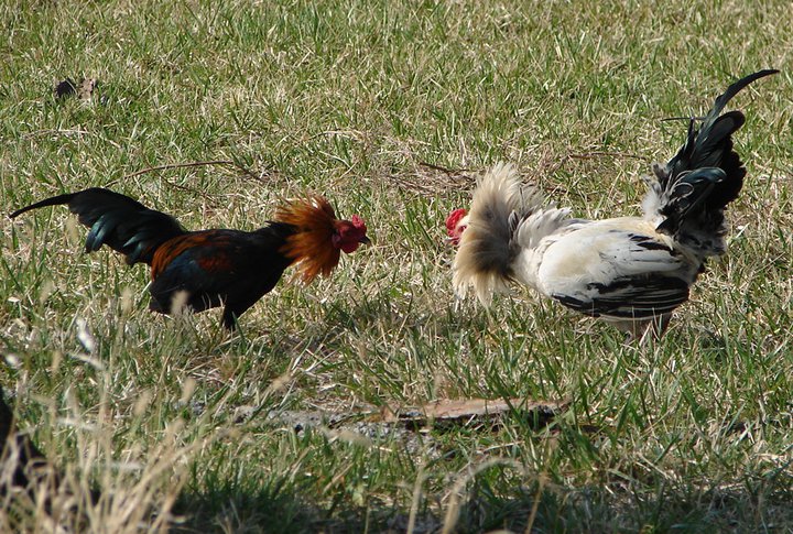 These two just couldn't get along out of 100+ birds. I had the white one only for a short time later when he started doing this to me.