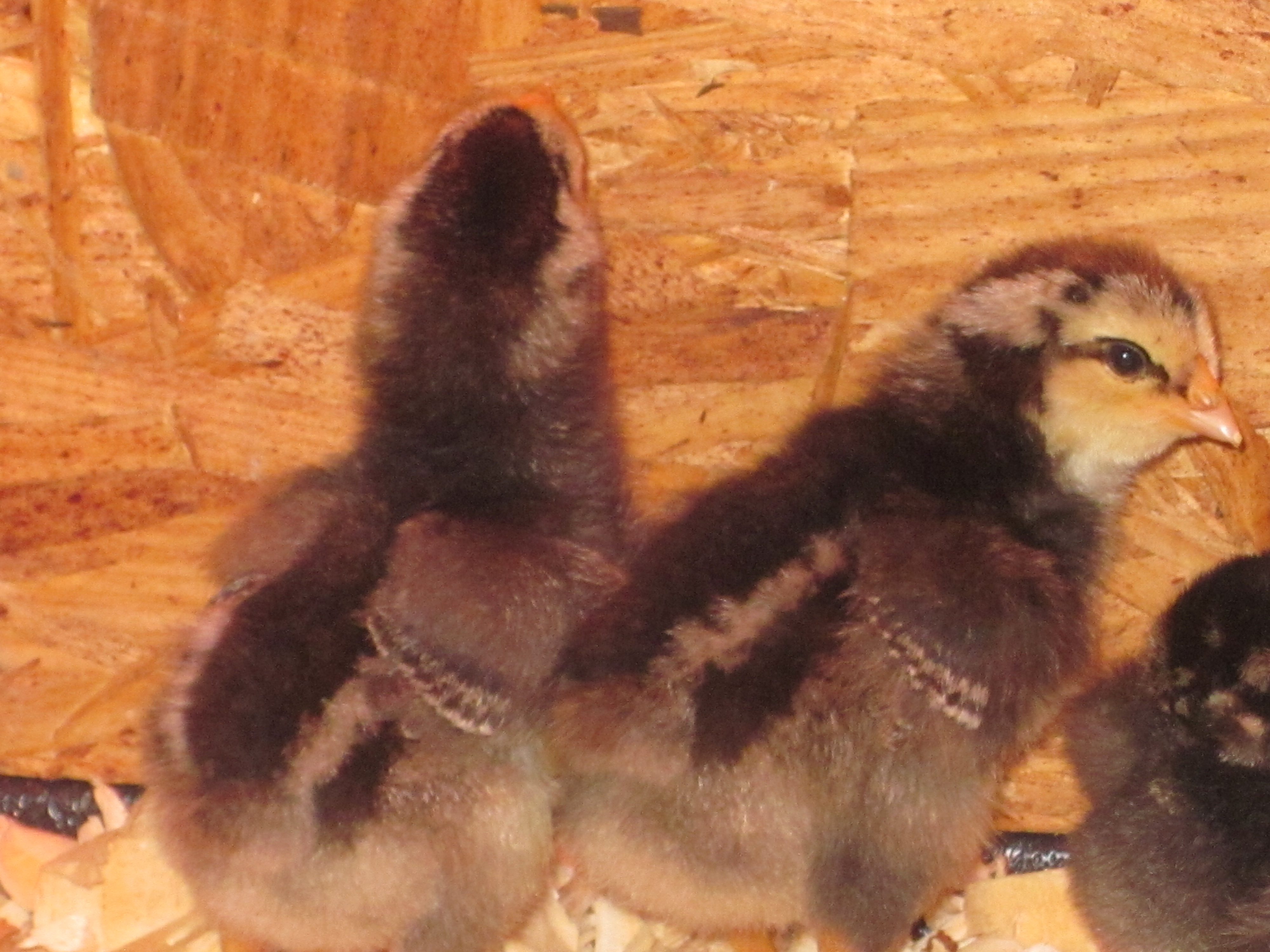 These two look almost the same (to the untrained eye).  Only our son can tell them apart.
