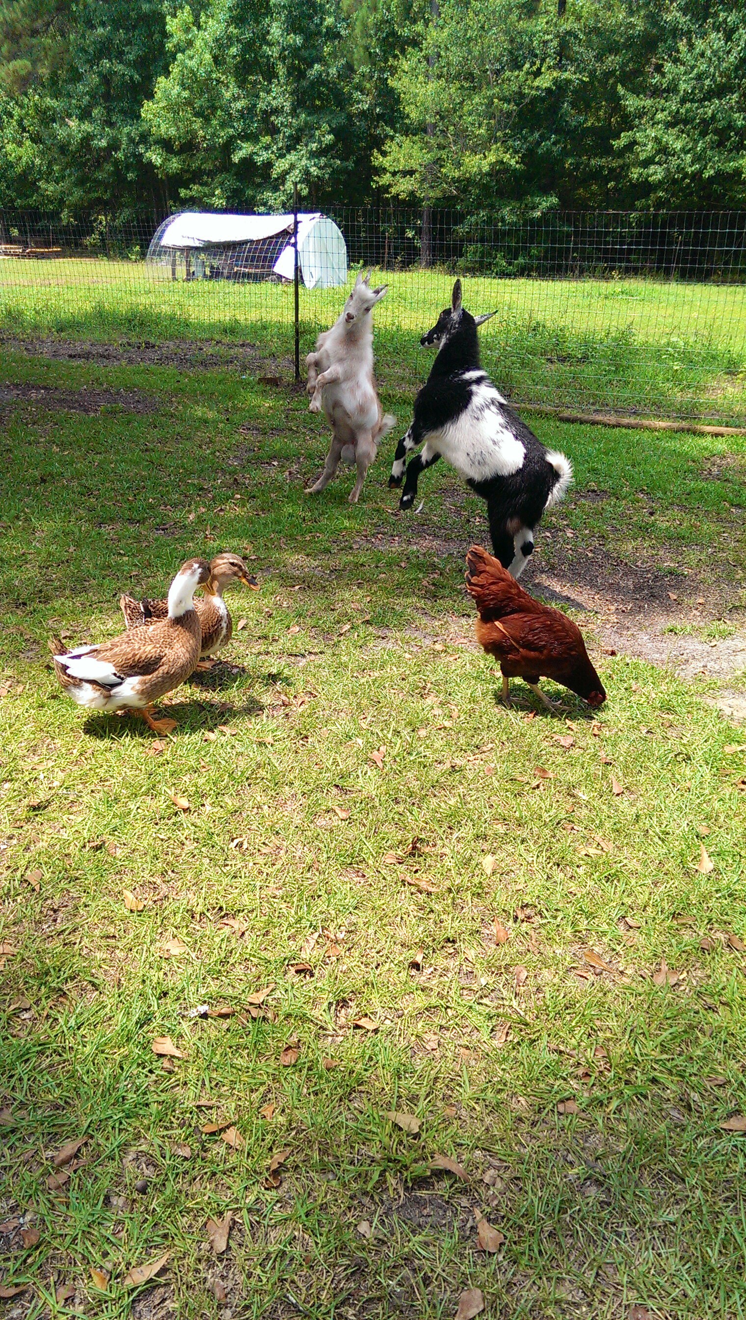 These two were putting on a show for everyone in the barnyard.